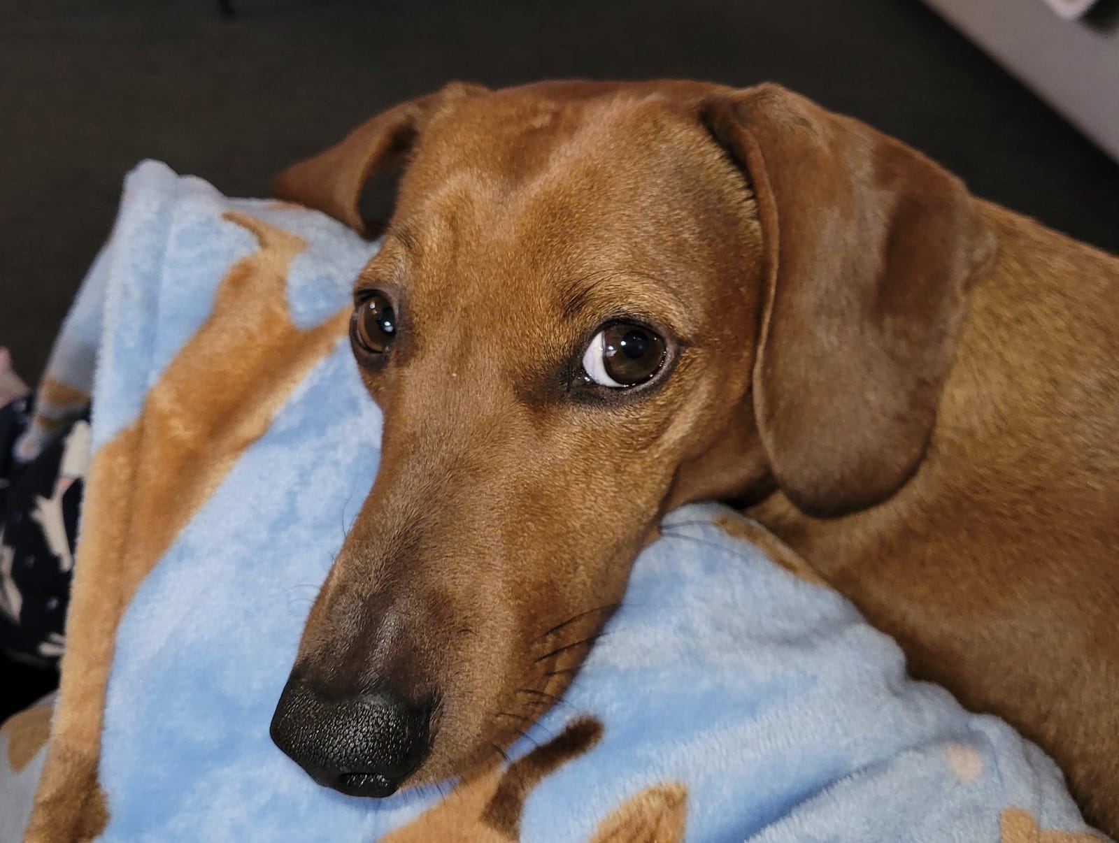 Kevin 5yrs - Red Smooth Male - DOB - 29/06/20 - 12kg