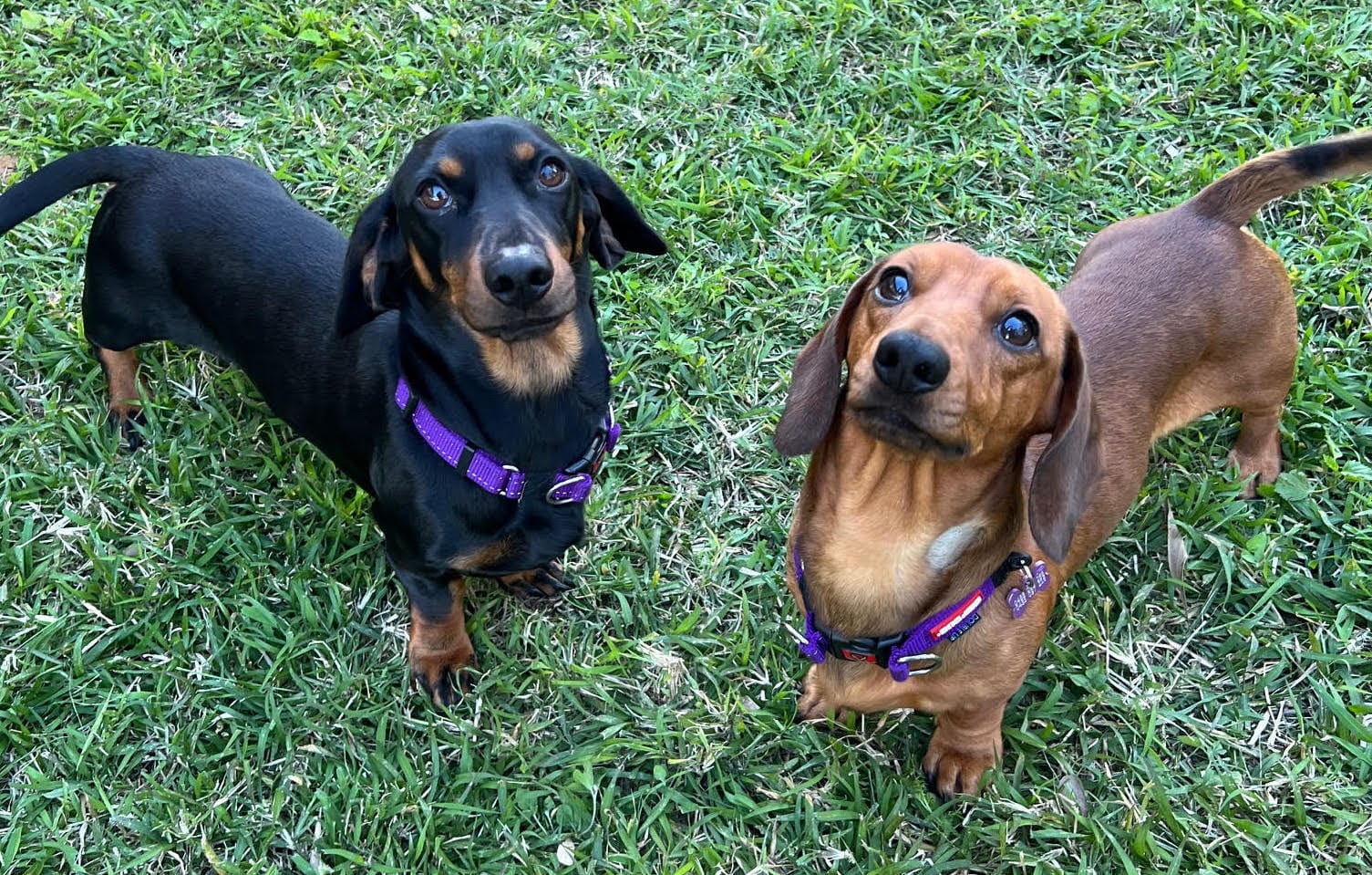 Badger and Chance - Bonded Brothers - 1yr 8mths - Badger - Black/Tan - Chance - Red - DOB - 03/12/23 - 8.5kg and 7.5kg
