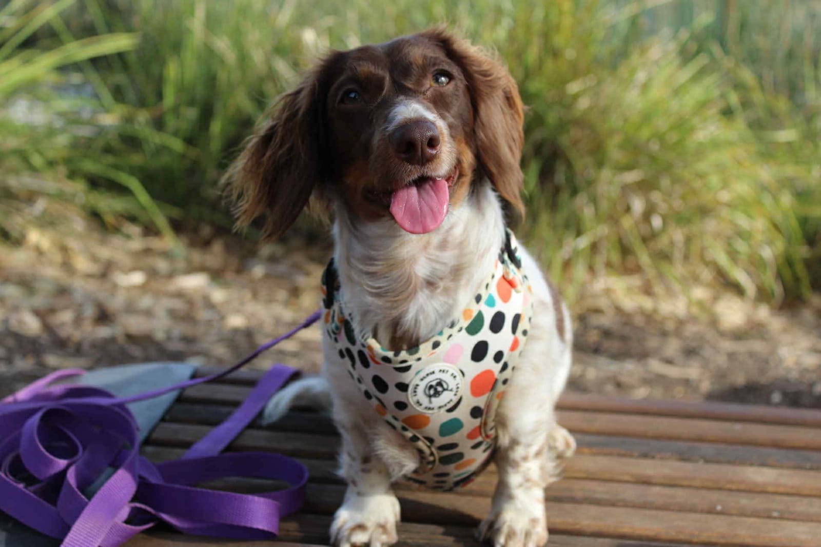 Biscotti - 1yr 9mths - Female Long Hair Chocolate Piebald - DOB - 09/12/23 - 5.9kg