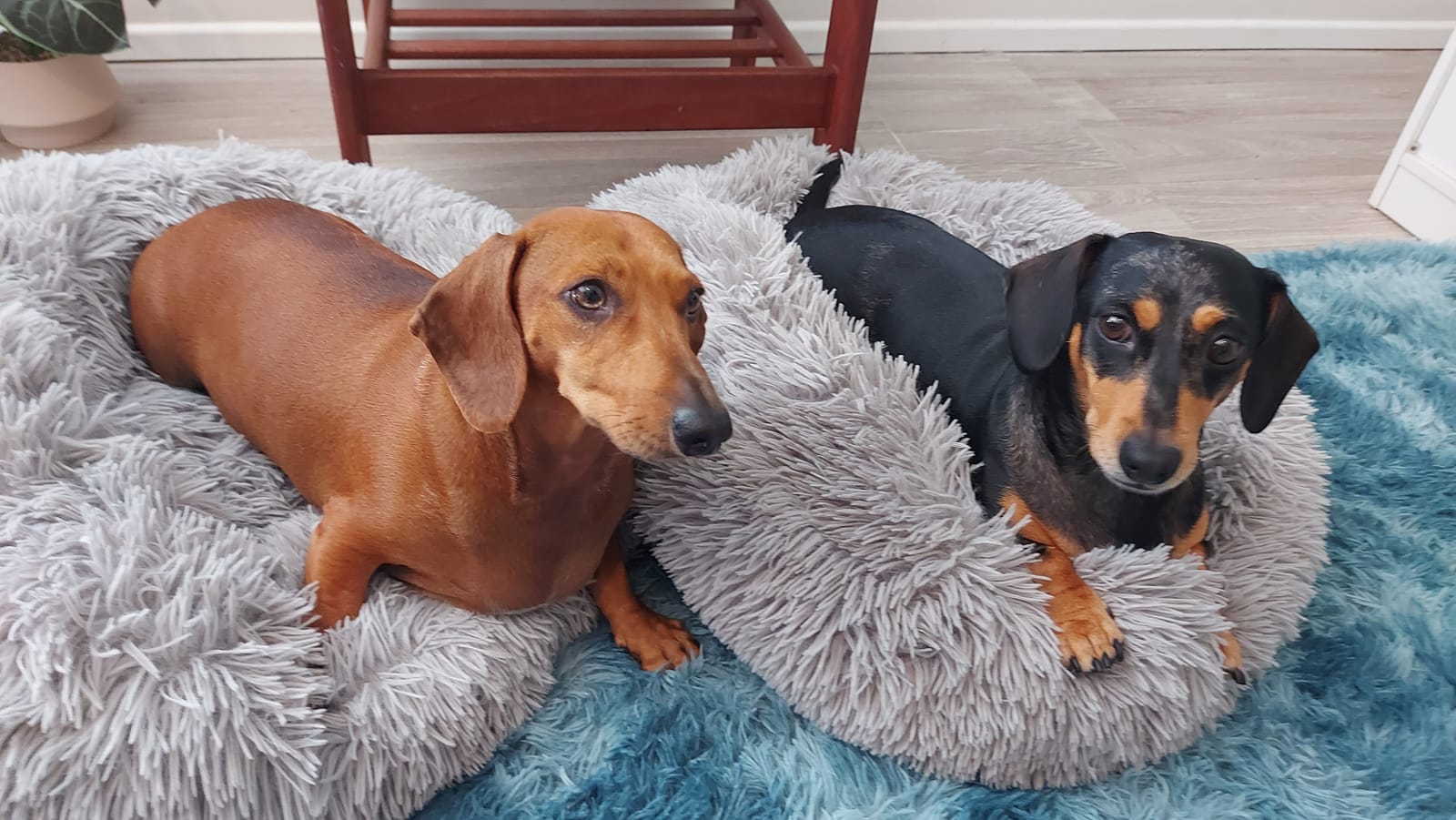 Biggie and Sizzle - Bonded Pair -Biggie - 3yrs - Red smooth Male - 01/09/22 - Sizzle - 3yrs - Black/tan smooth Female -  01/01/22