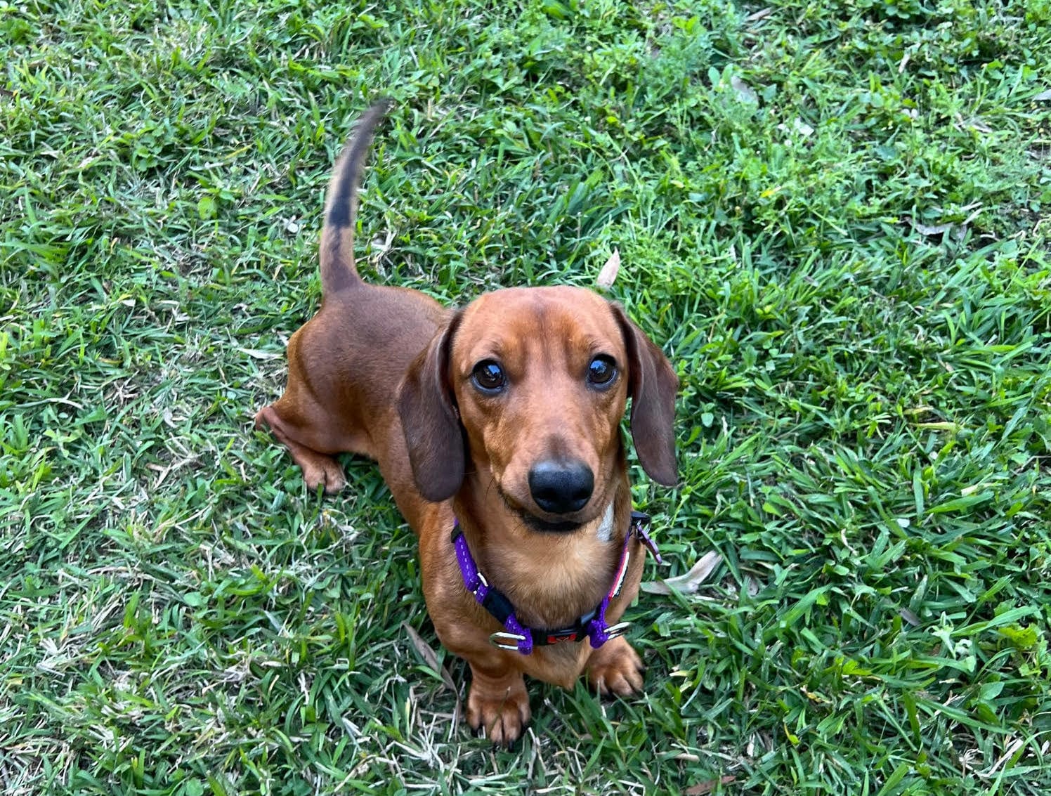 Chance 1yr 10mths - Red Mini Male - DOB - 03/12/23 - 7.5kg