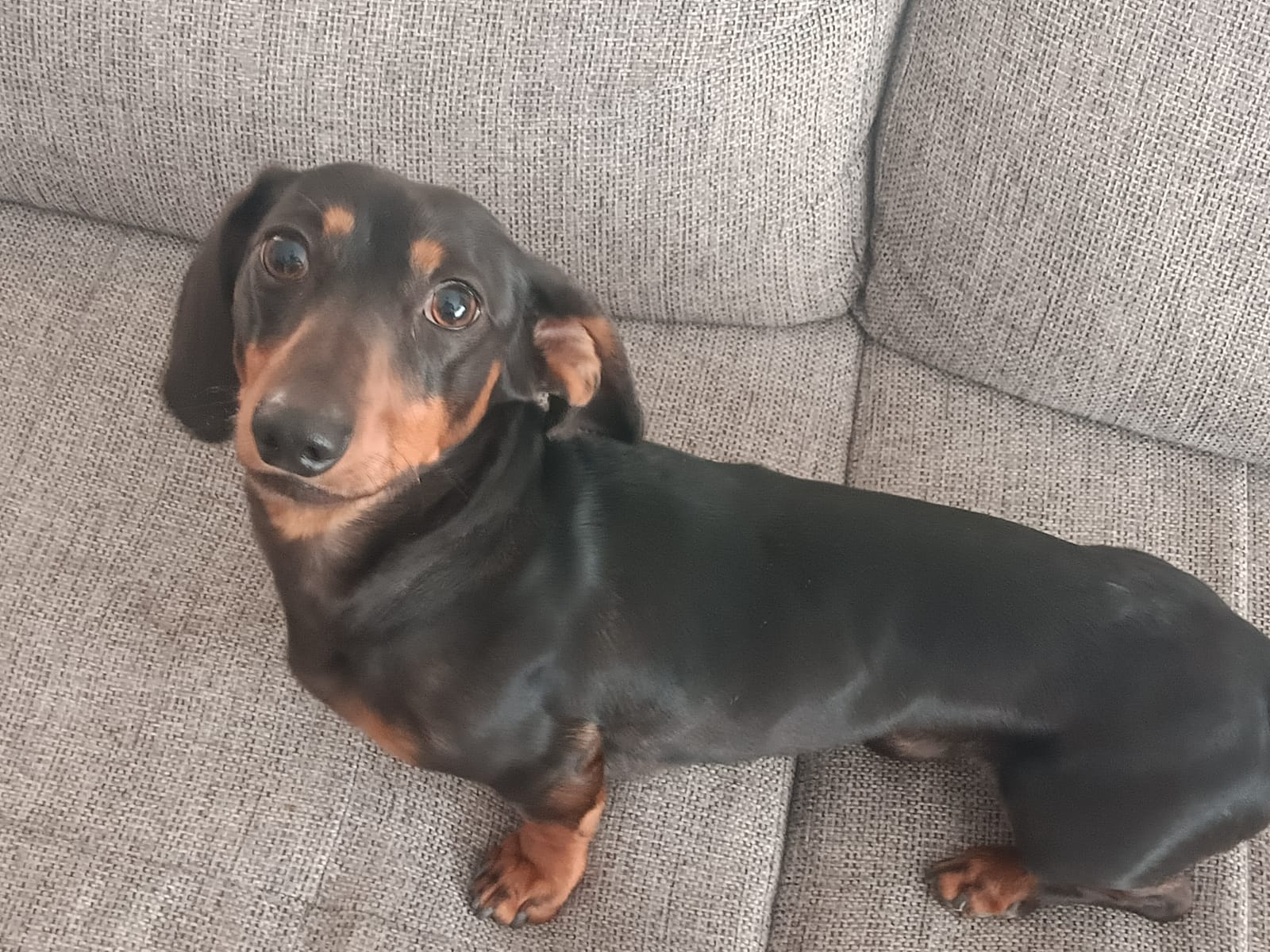 Opie - Almost 2yrs - Dark Chocolate and Tan Mini Smooth Male - DOB - 08/12/23 - 5.5kg