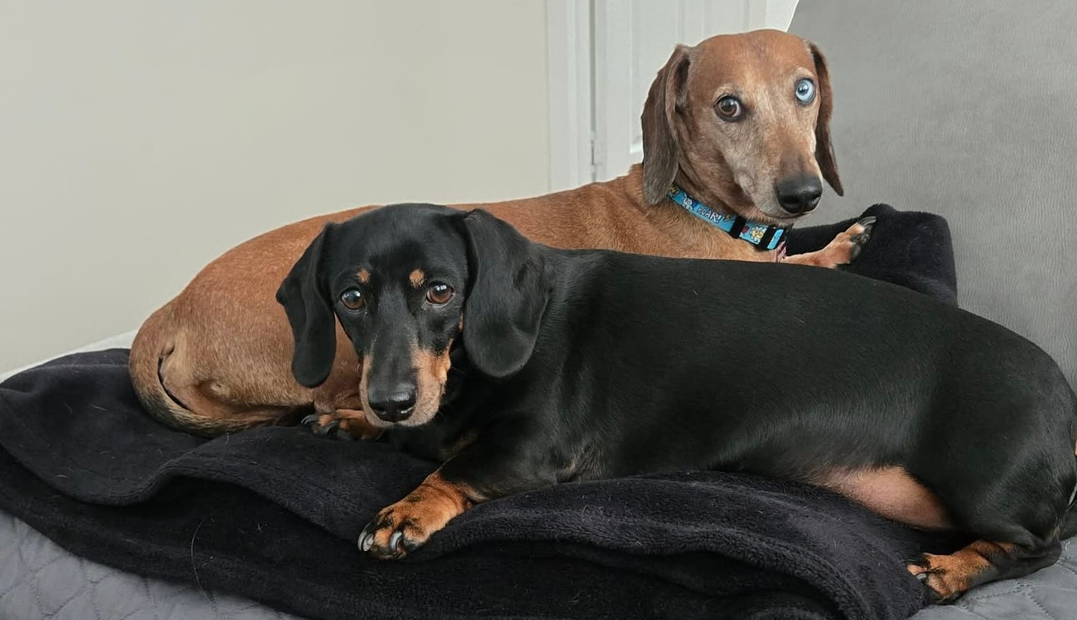 Billie and Hugo - Bonded Pair - Billie  5 - Black/tan mini smooth Female - DOB - 30/06/20 7.4kg - Hugo 8yrs - Red Dapple Smooth Male - 01/05/17 - 9.4kg