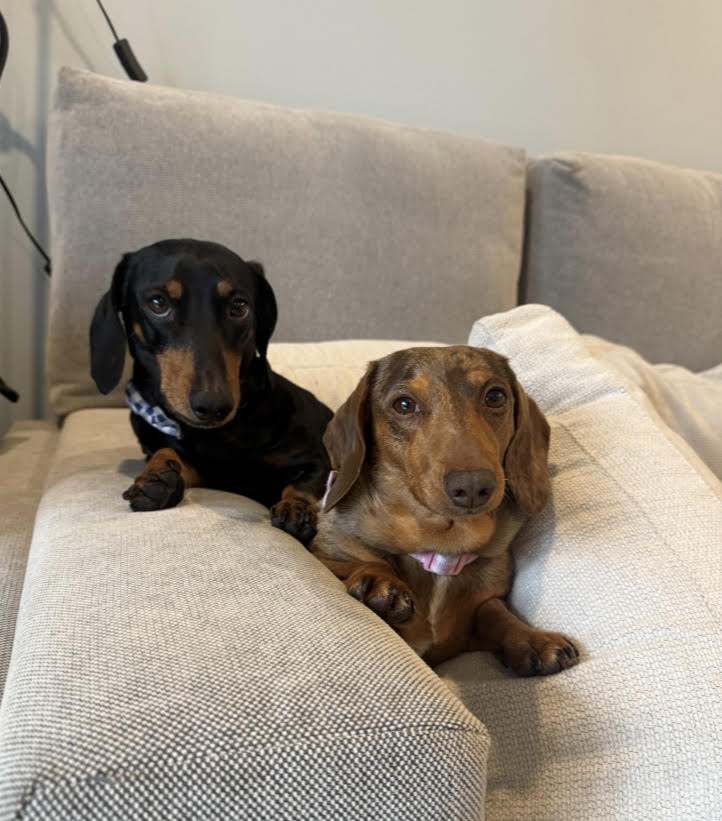 Pepperoni and Chipolata Bonded Pair - Female Choc/dapple and Male Black/Tan - both Smooth - 8 and 7yrs - 7.1kg and 10.1kg