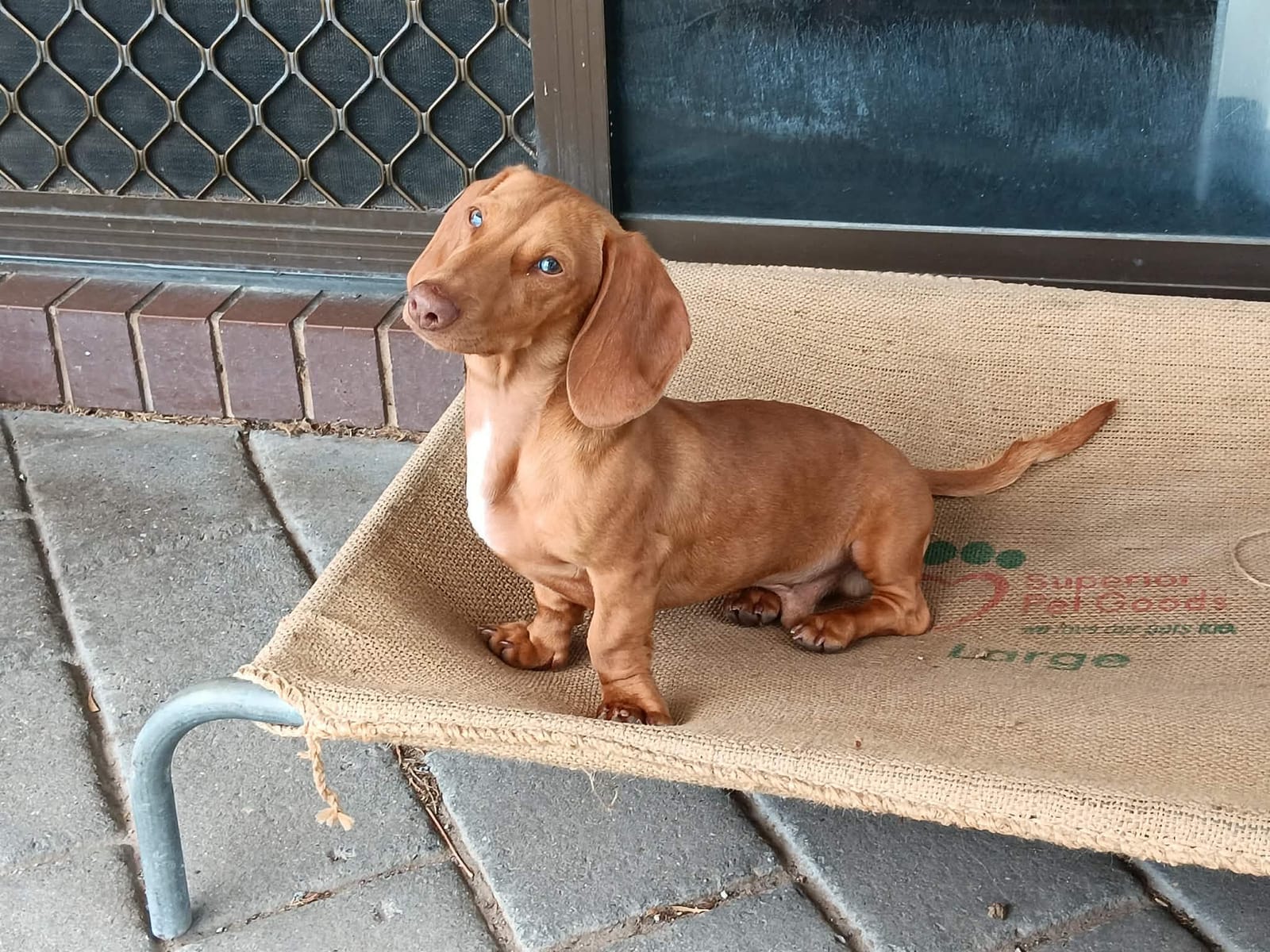 Beau - Puppy 7months - Red Smooth Dapple Male - 01/07/25 - 4.1kg