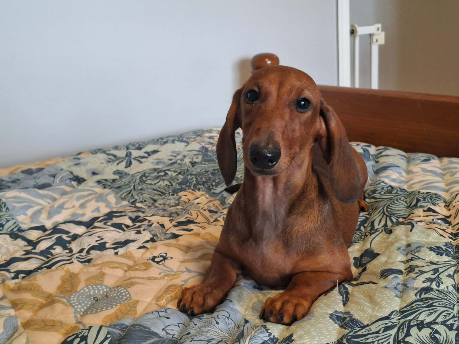 Andy - 5 mths Puppy - Red Smooth Mini Male - DOB - 10/09/25 - 4.1kg