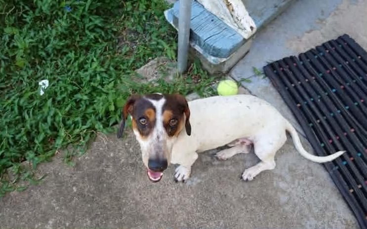 Roger 1yr 8mths - Smooth Piebald Male - DOB 24/05/24 - 8kg