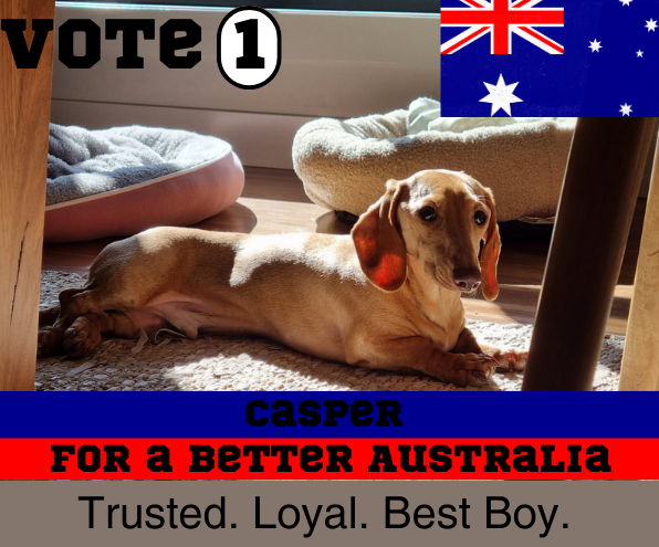 Casper - 2 - smooth clear red male - DOB -18/02/24 - 6.5kg