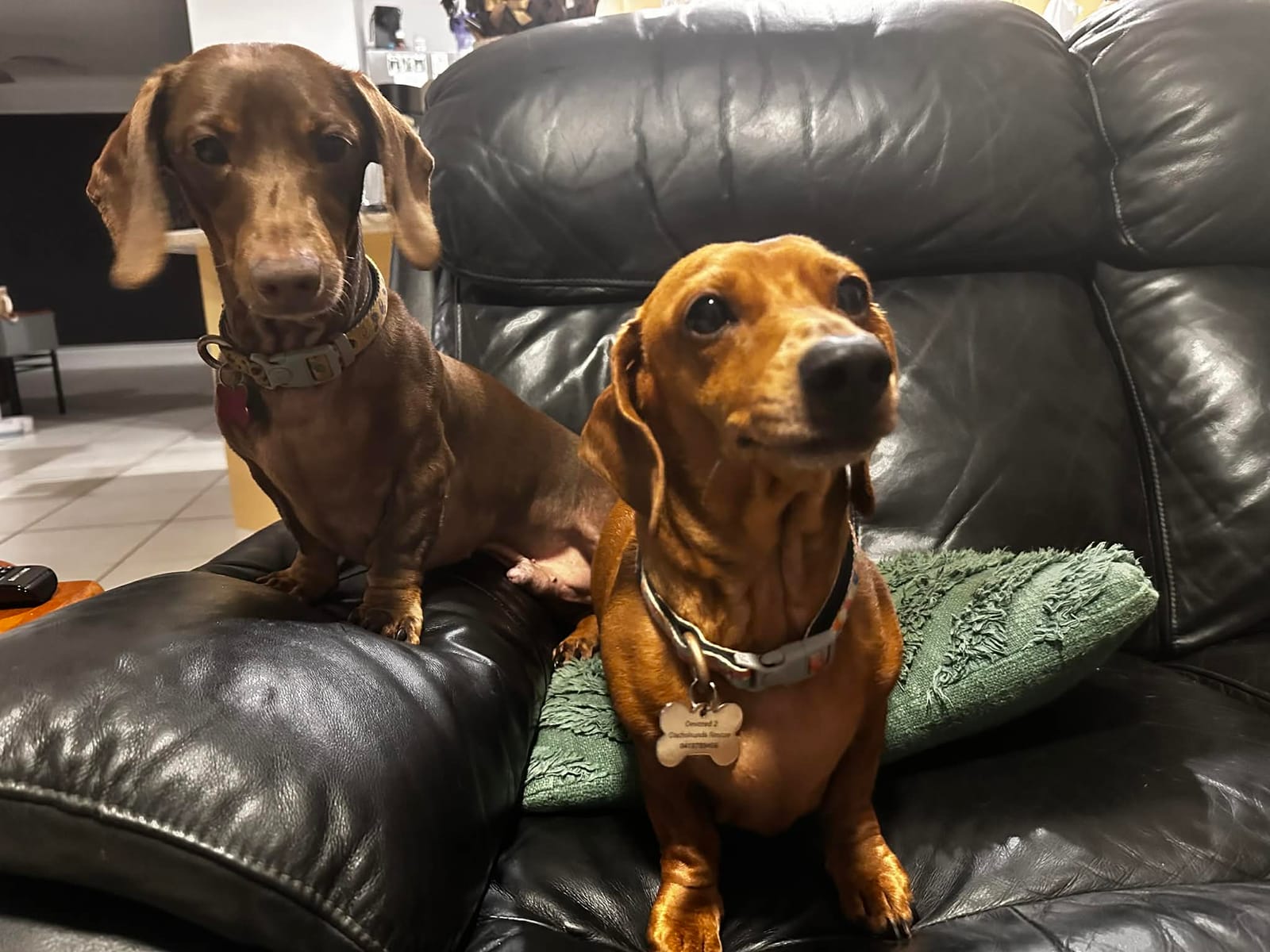 Bentley and Paulina – Beautiful Bonded Love – Better Together! Paulina · Female • 5 Years Old • DOB- 20/11/20 Miniature Red Dachshund 8kg Bentley · Male • 5 Years Old • DOB - 20/10/20 Chocolate Miniature Dachshund 8kg