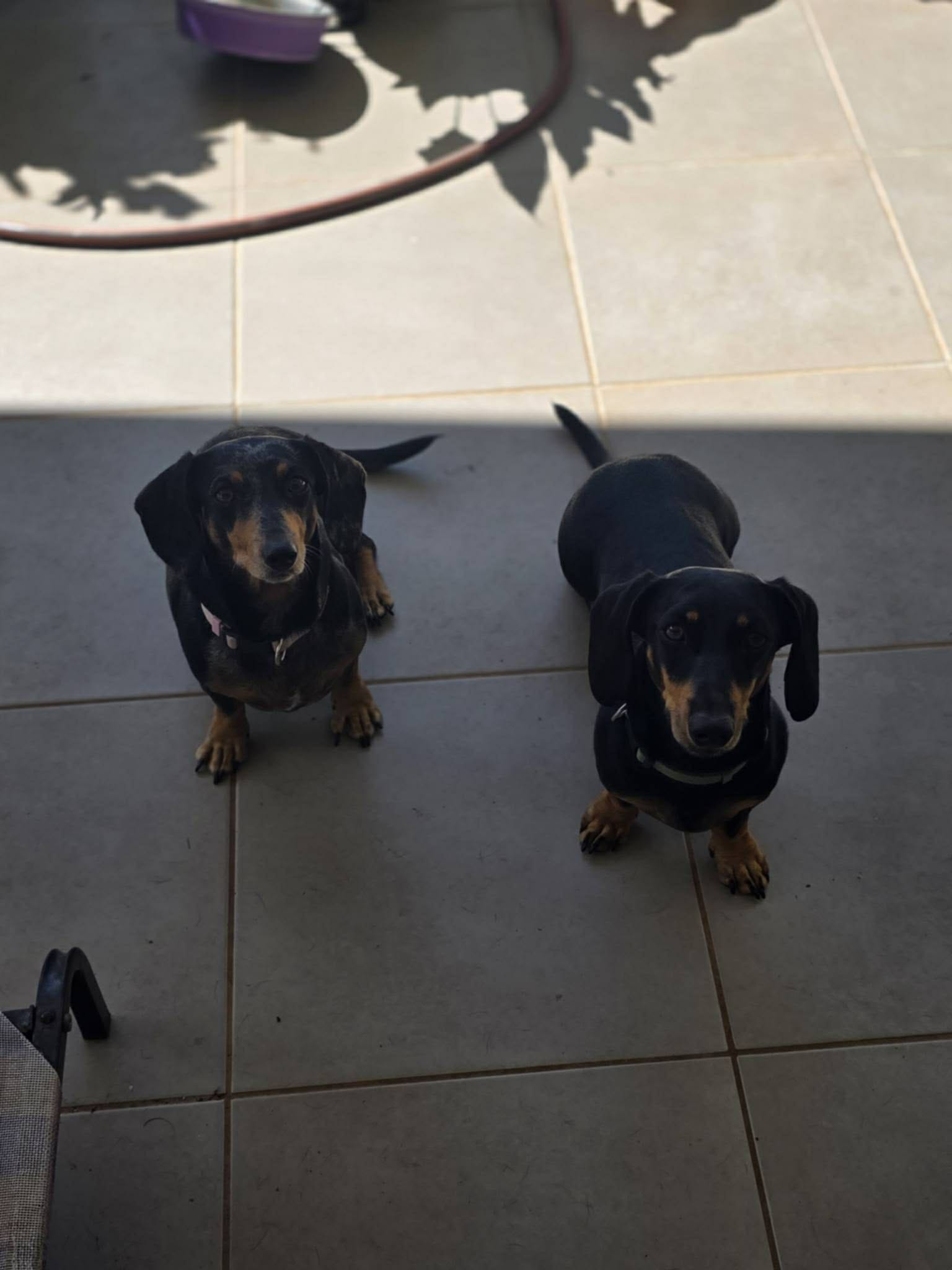 Ruby and Oreo: A Dashing Mini Dachshund Duo Ruby: Dapple, Short Hair Female Dachshund - 8years (DOB 1/12/2017) old weighing 7.25kg Oreo: Black & Tan, Short Hair Male Dachshund - 3years old (DOB 3/3/2023) male weighing 6.95kg