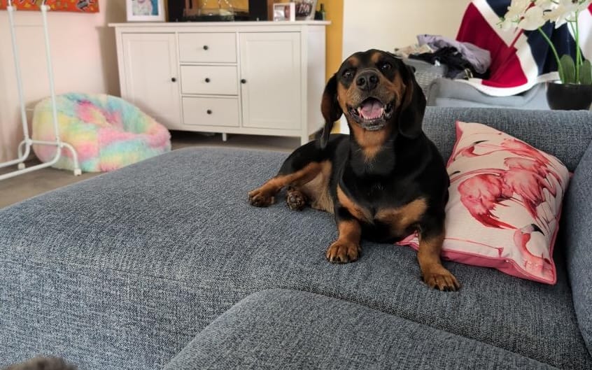 Frank 2yrs 10mths - Black & Tan smooth male - DOB - 06/06/23 - 16.65kg