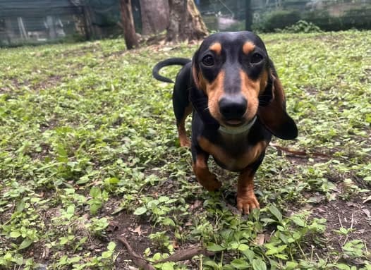 Clyde 3yrs - Black/Tan Sm Male DOB - 09/01/23 - 5kg