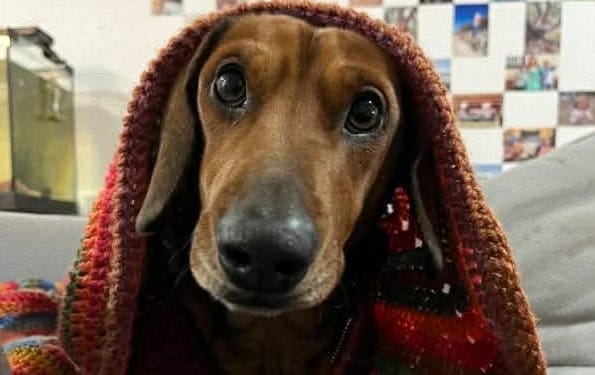 Snickers  4yrs - red smooth male DOB 31/10/21 - 7.7kg