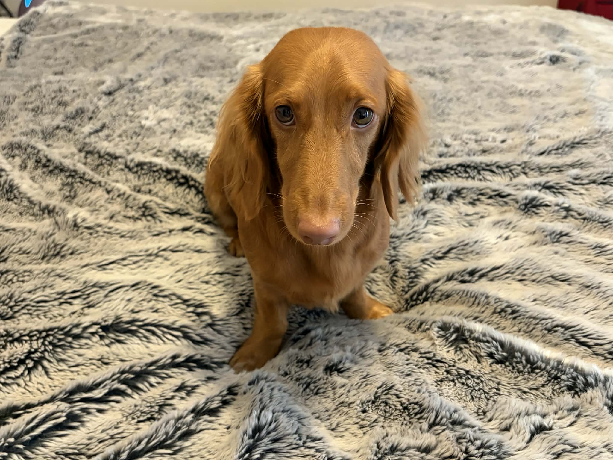 Armani - Almost 3yrs - long hair red miniature - DOB 07/05/23 - 6.5kg