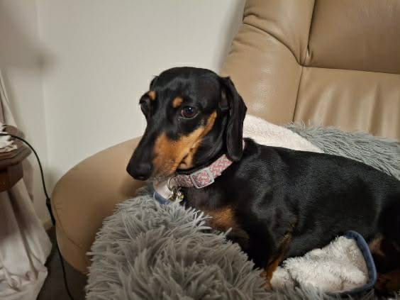 Ruby Almost 6 - Black/Tan Smooth Female - DOB 29/07/20 5.7kg