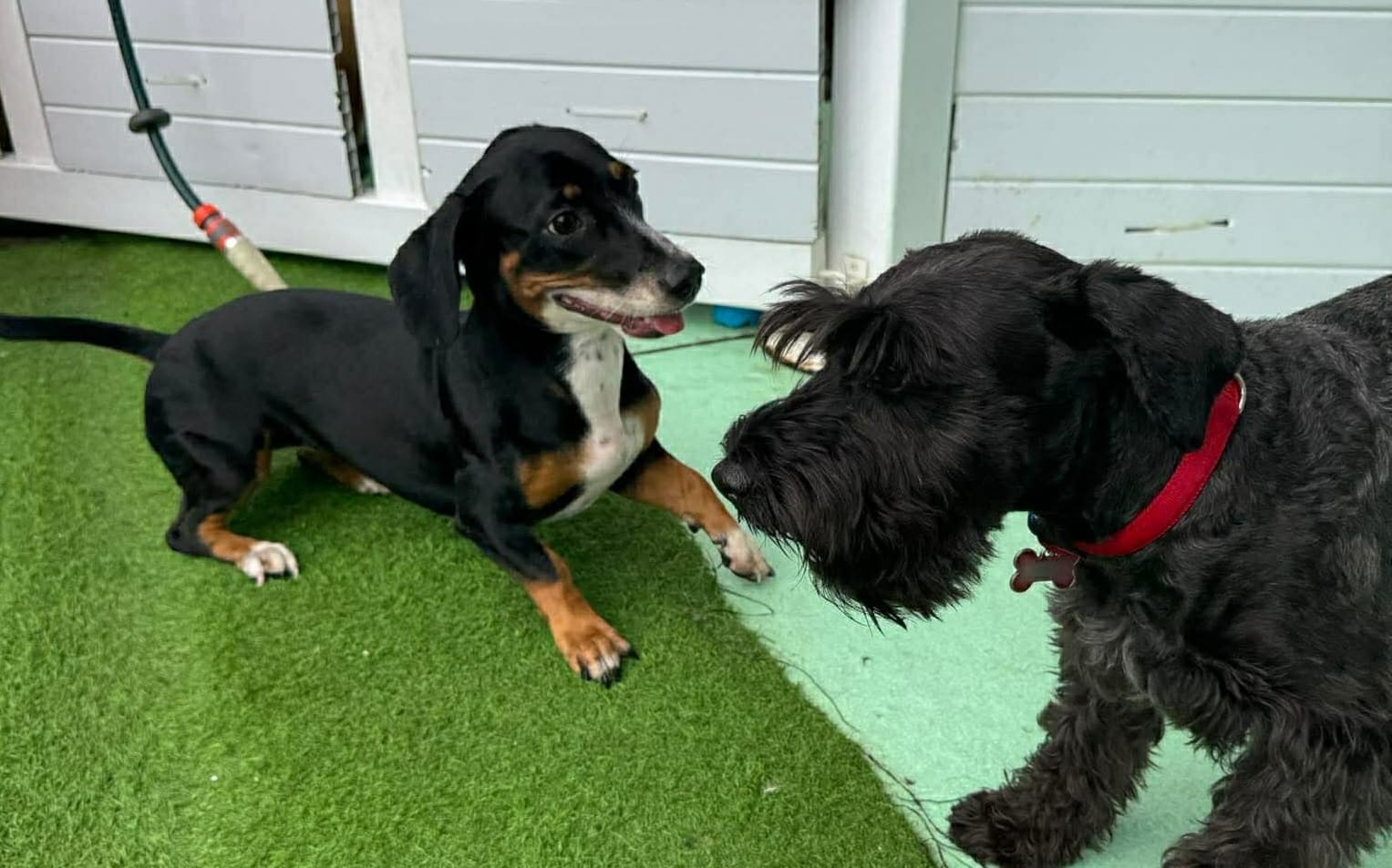 Sally 11mths Puppy X - Black/tan/white - DOB -  05/06/25 - 8.5kg