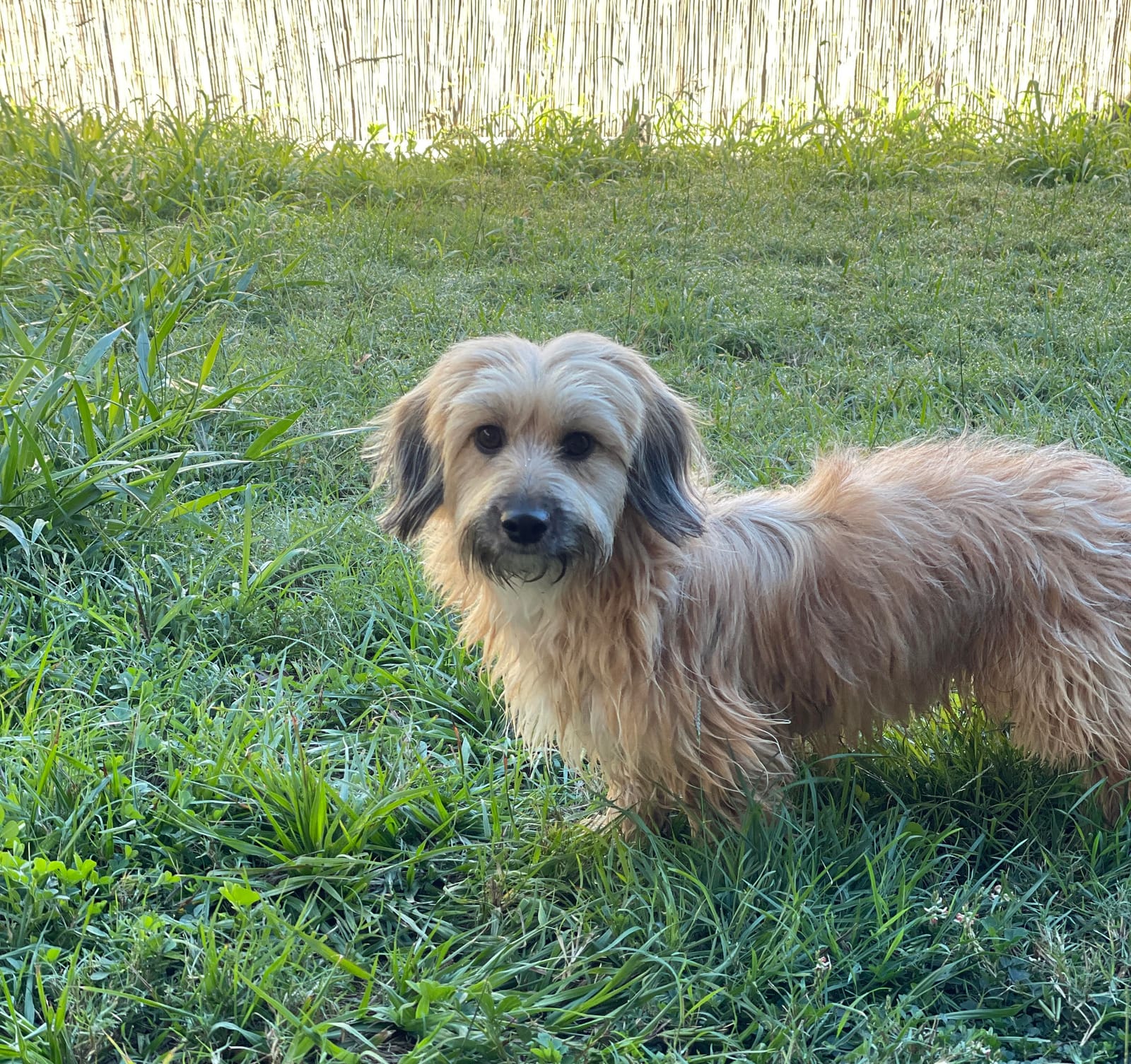 Winnie 9 mths - Female Wirehair Silky cross - DOB 23/08/25 - 5kg