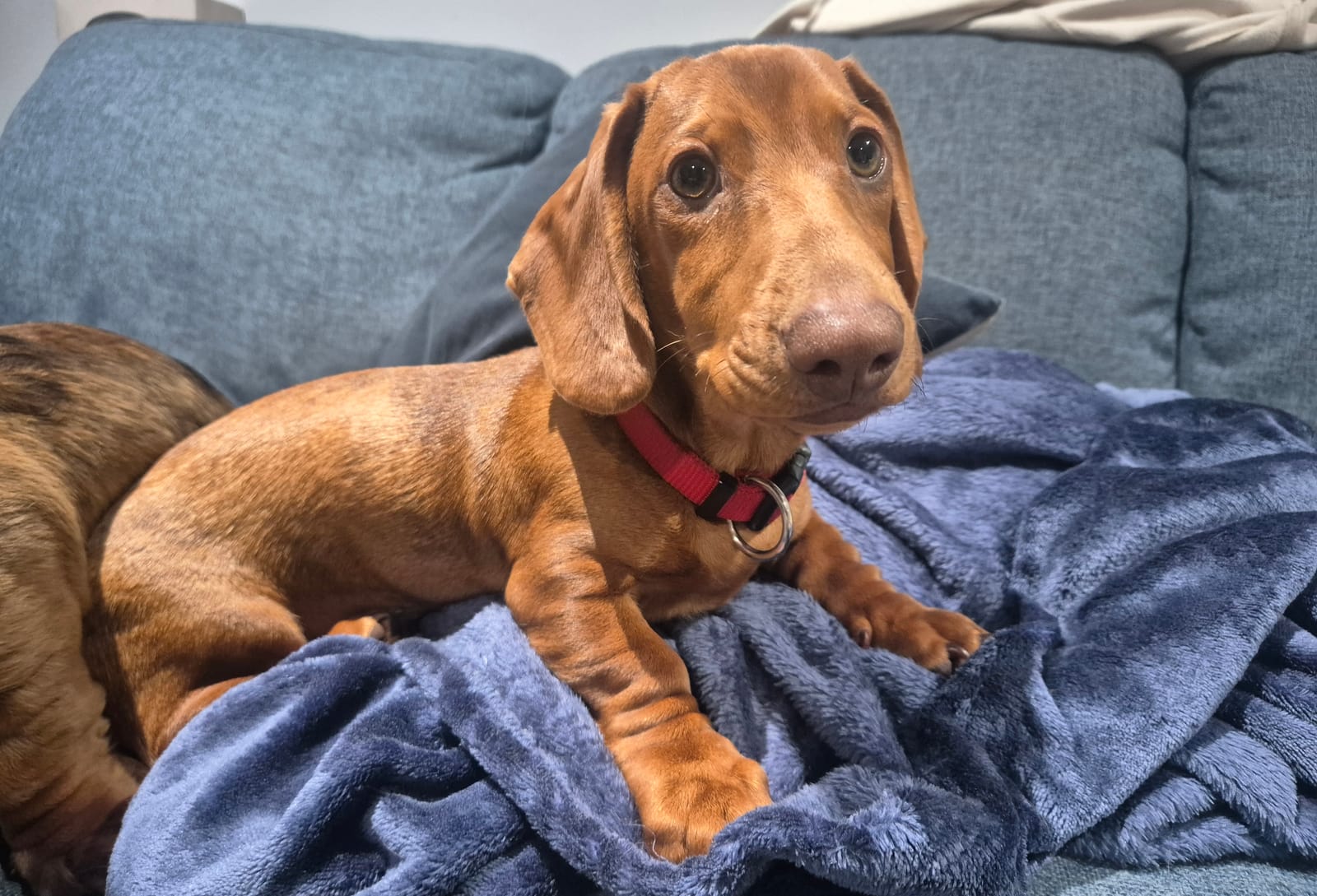 Perry Puppy 16 weeks - Red dapple smooth male - DOB 21/03/26 -