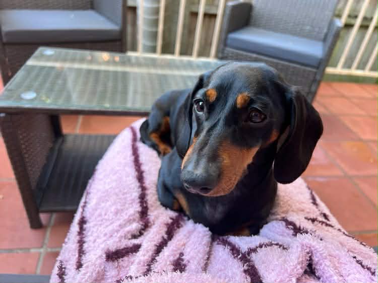 Molly 5yrs Female Black/Tan smooth - DOB 16/06/21 - 5kg
