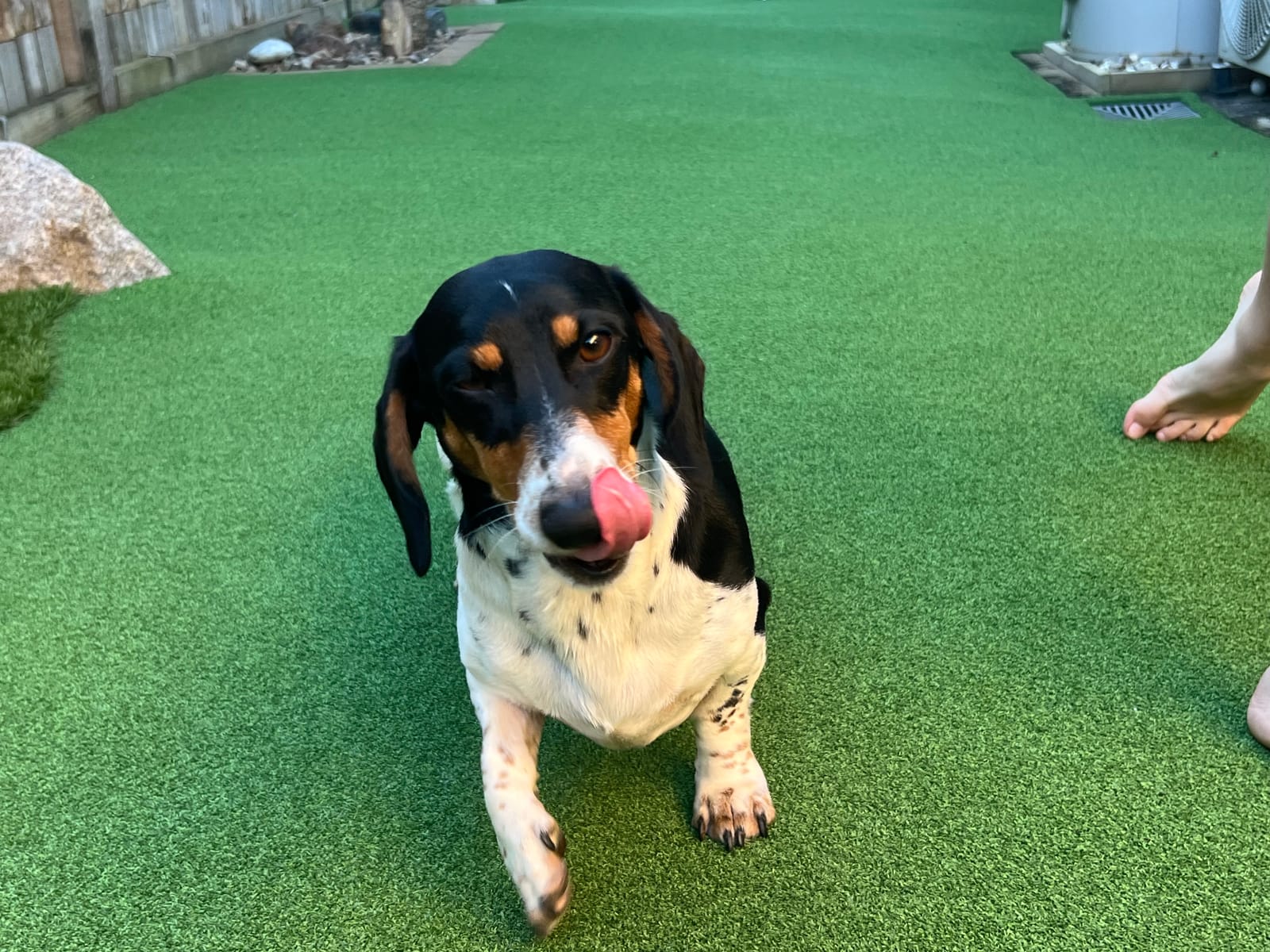 Badger 3 1/2yrs - Black/Tan & White Piebald smooth male - DOB 24/01/23 - 8.3kg