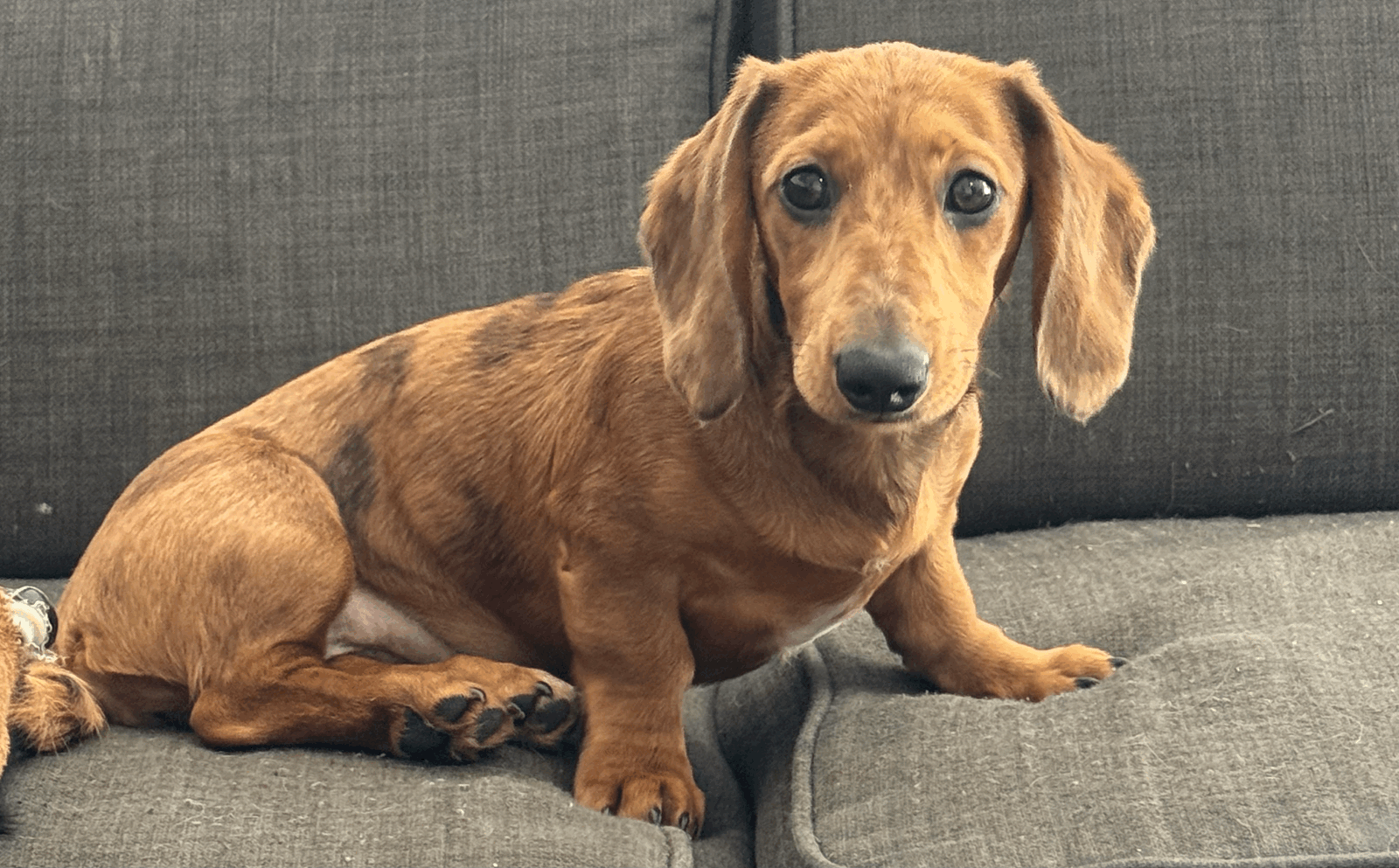 Poppy Puppy 17 weeks - Red/Choc Dapple miniature smooth - DOB 21/03/26