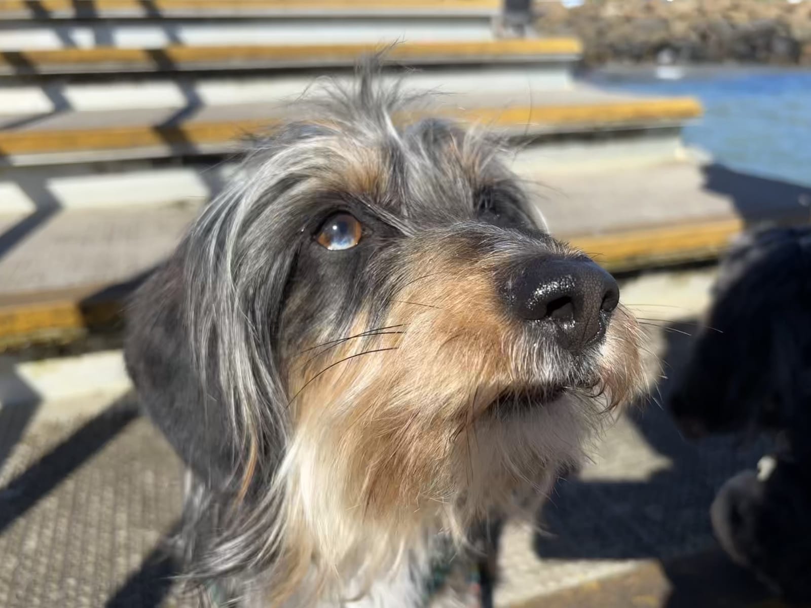 Scruffy 1yr - Wirehair Silky Male - DOB 01/05/25 - 7kg
