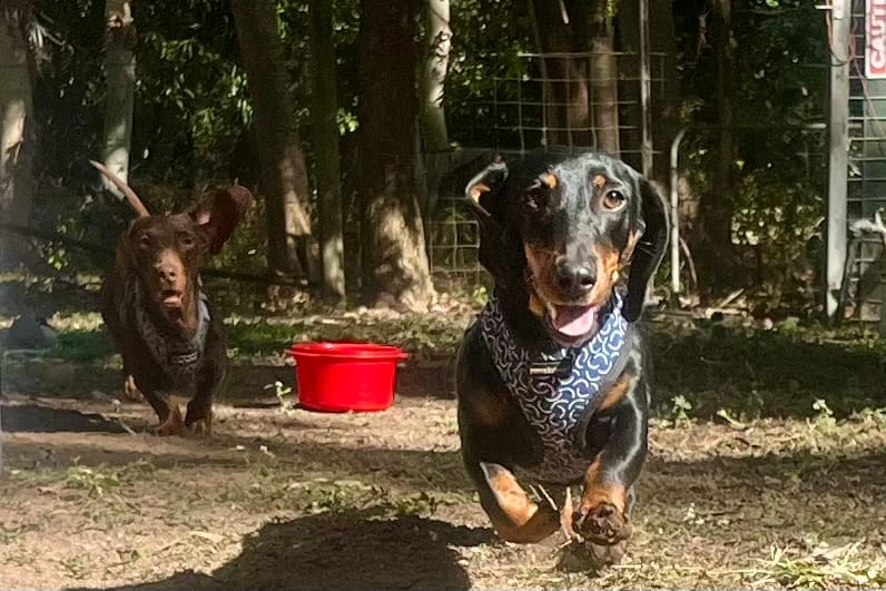 Jackson 4yrs - Black/tan smooth male - DOB 26/05/22 - 8.9kg