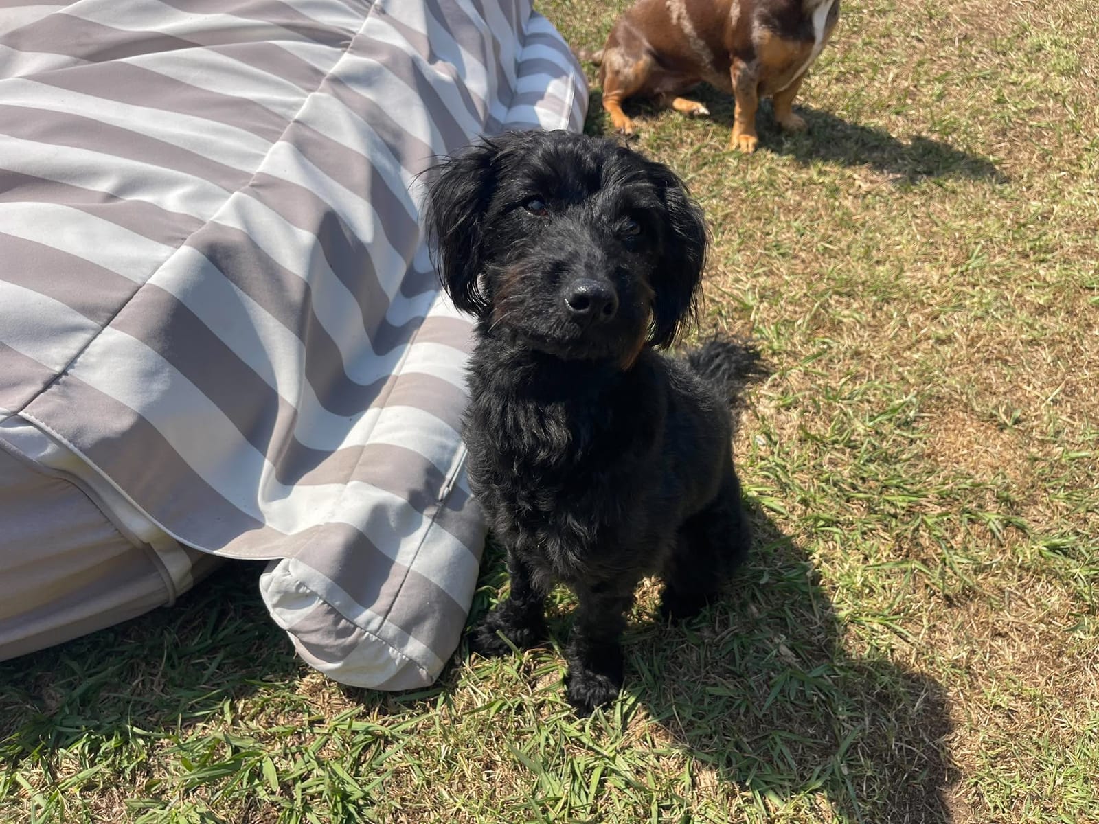 Ruby- Black Female Westiepoo | DOB: 11 March 2025-