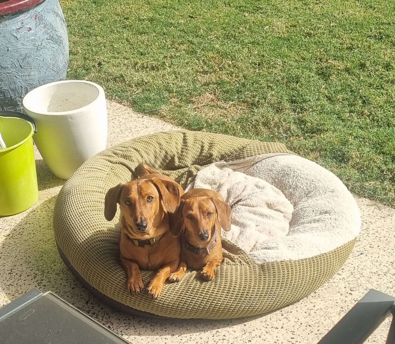 Turbo and Cinch- Male red smooth hair 6 years old 10kgs- Female red dapple smooth hair 4 years old 4.9kgs- Bonded pair.