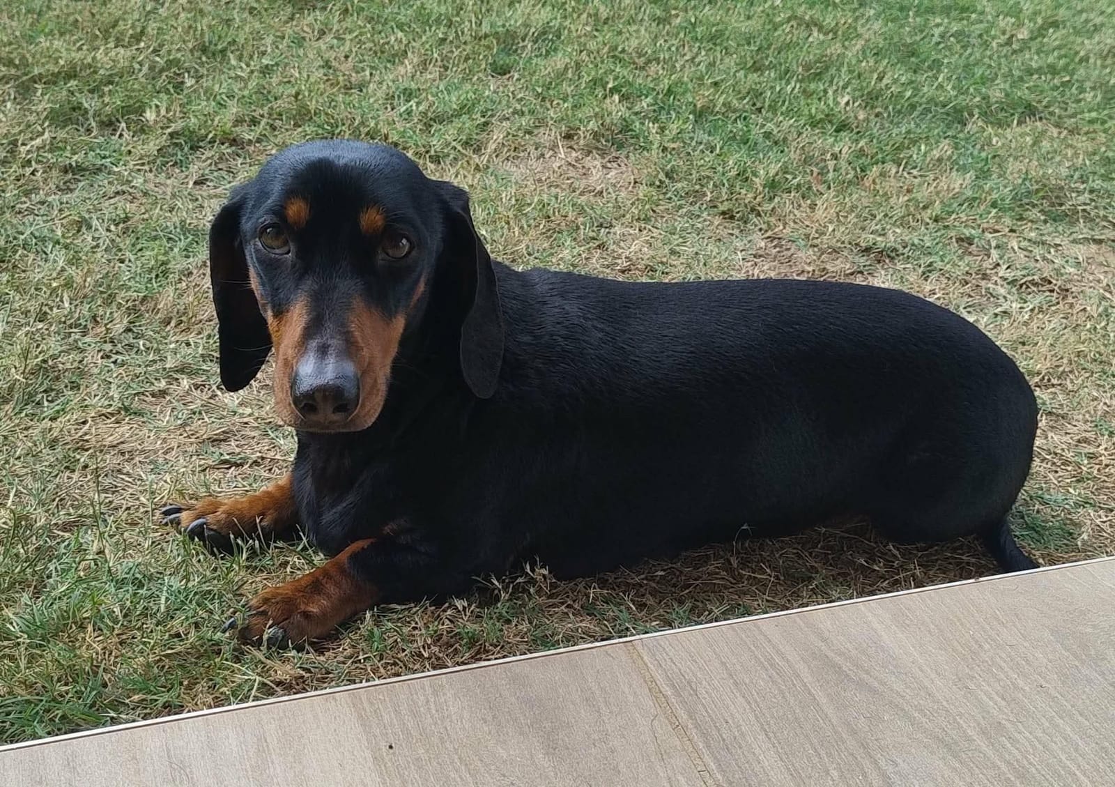 Donald - Black and Tan- Male Miniature Dachshund- 4 years old this November- DOB-15-11-2022- 9kgs