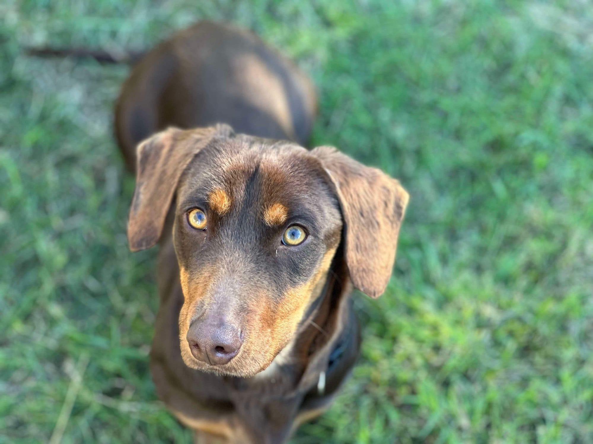 JOEY - 1YR 7MTHS - SMOOTH CHOCOLATE MALE - DOB 27/12/22 - 7.5KG