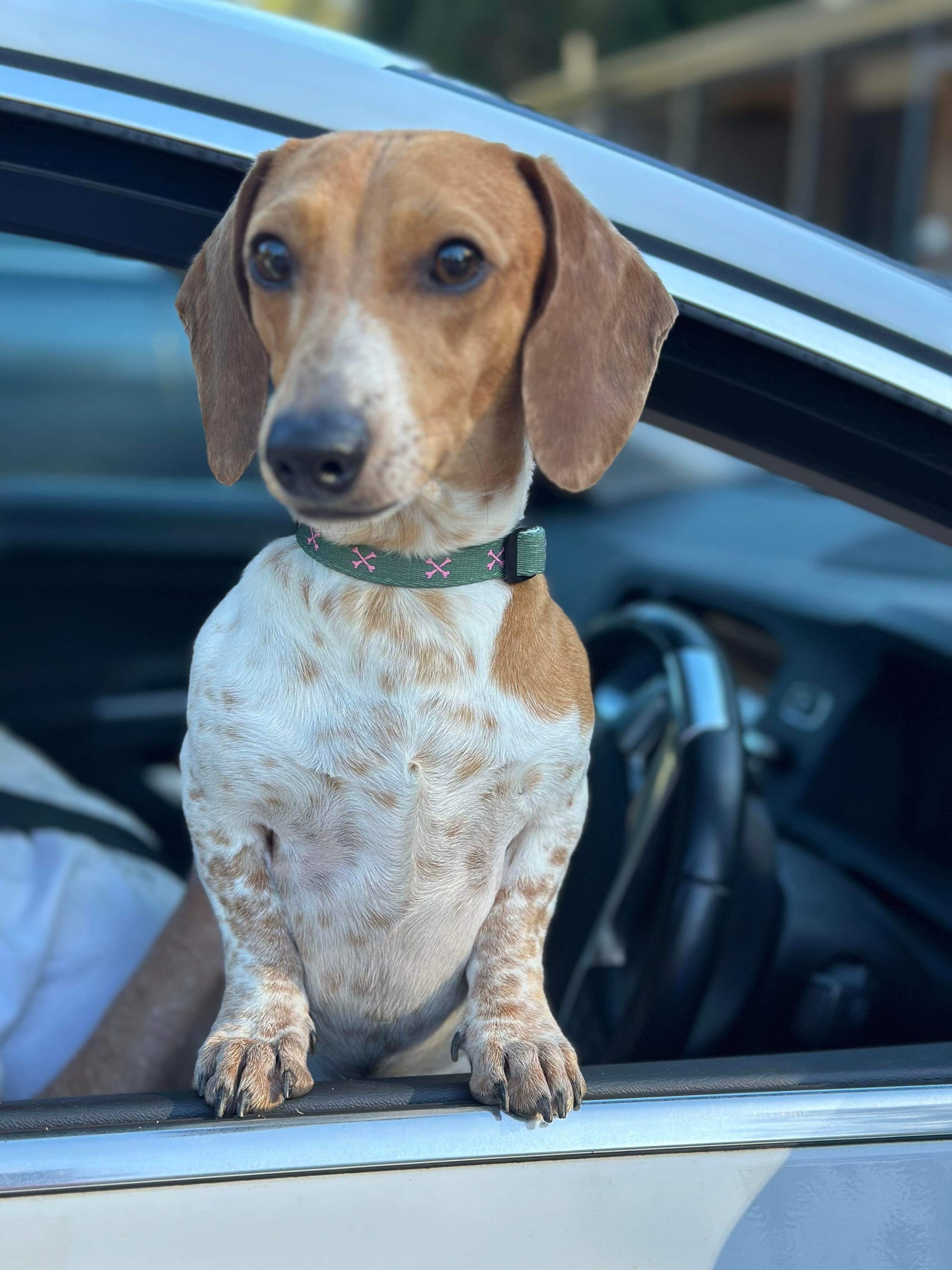 DUSTY - 11 MONTHS - RED DAPPLE PIEBALD - DOB - 01/09/23 - 6.4KG