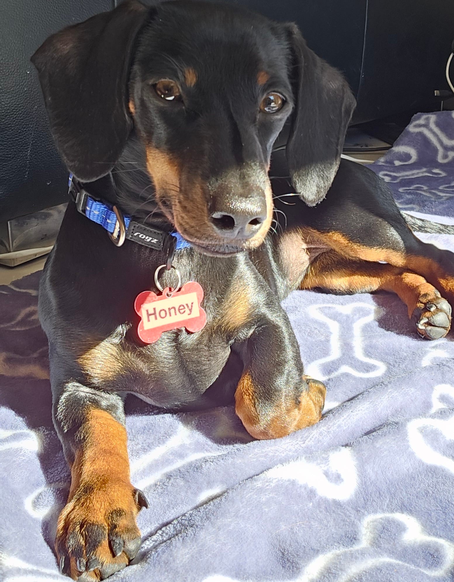 HONEY – PUPPY - 6 MTH , Smooth Black & Tan Mini Female (DOB: 18/01/24) 3.5kg