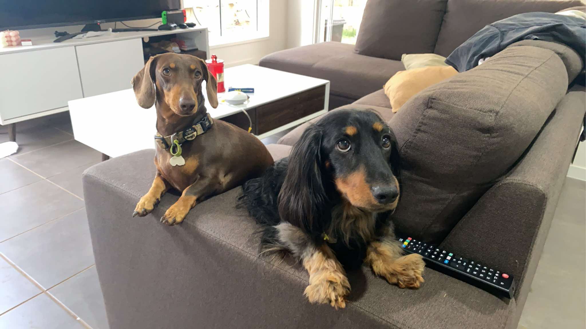 Bailey and Bentley - Bonded Pair - Bailey - 4yrs - smooth chocolate/tan female - DOB - 14/06/20 - Bentley - 5yrs - longhair black and tan - DOB 03/09/19