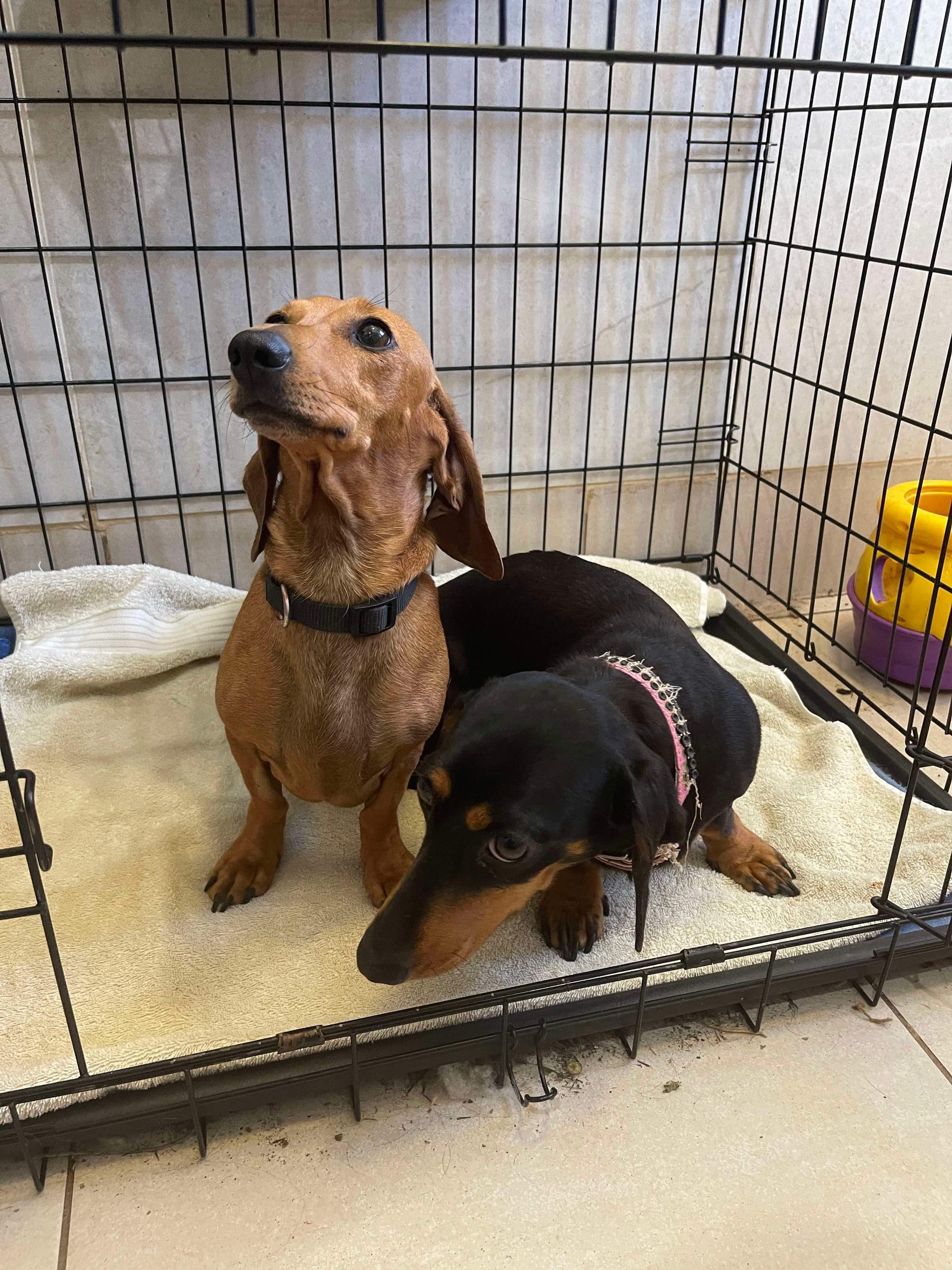 Bettie and Daisy (Dobbie) bonded miniature girls - Betty - 2 1/2yrs - Black and Tan smooth hair - Dob 13/01/22 - Dobbie - 3yrs - Light red smooth hair - Dob 01/09/21 - Approx 6kg each