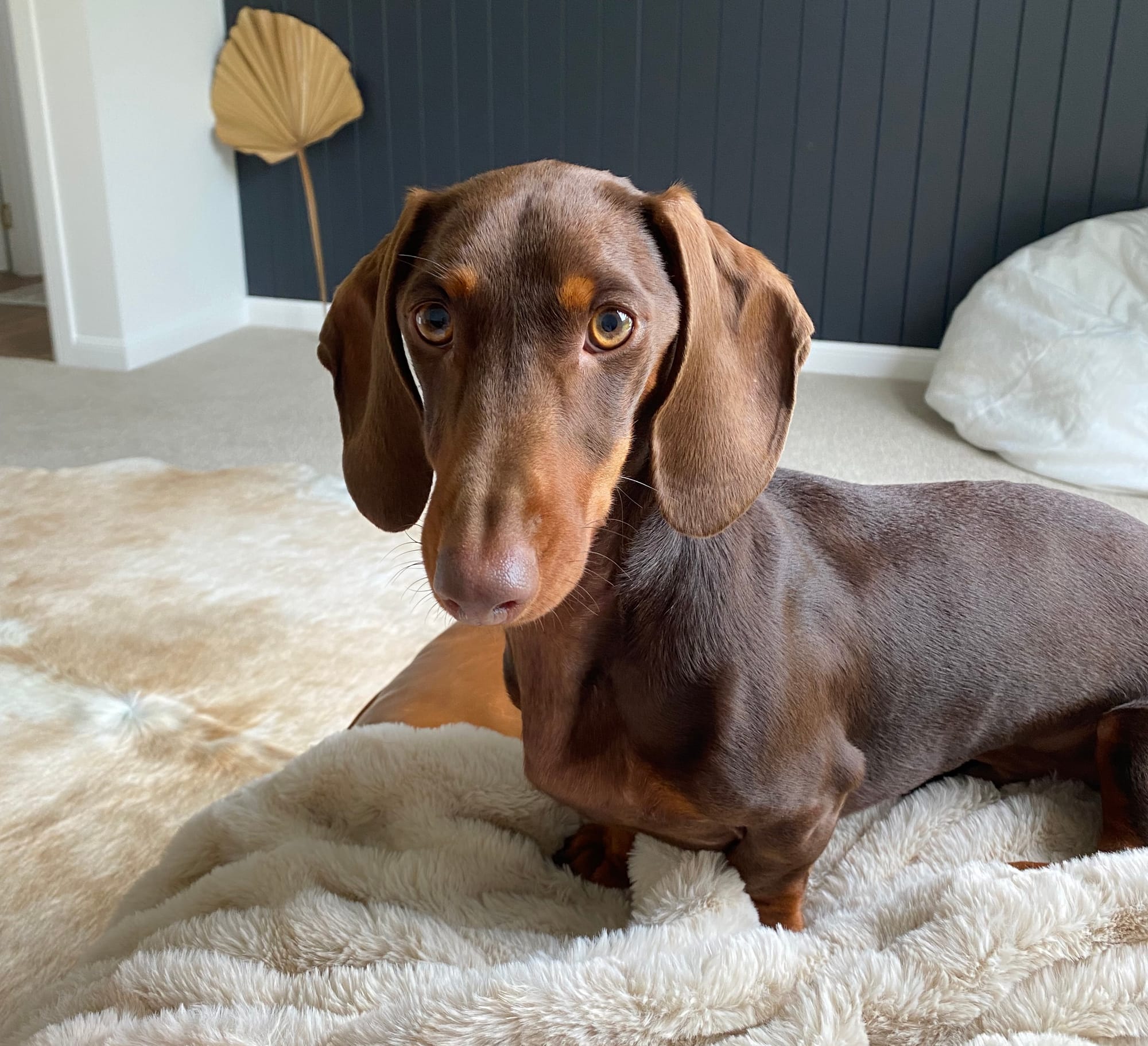 Henry - 4yr 8mth -chocolate and tan smooth male - DOB - 07/12/19 - 10kg