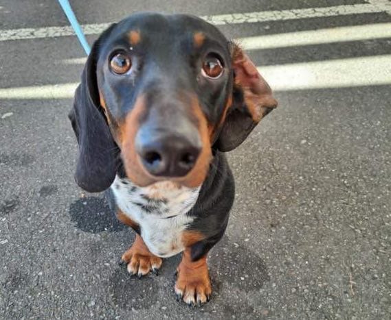 Major - 1yr 5mths - black/tan piebald smooth - DOB 15/04/23 - 6.9kg ***we are adopted!***