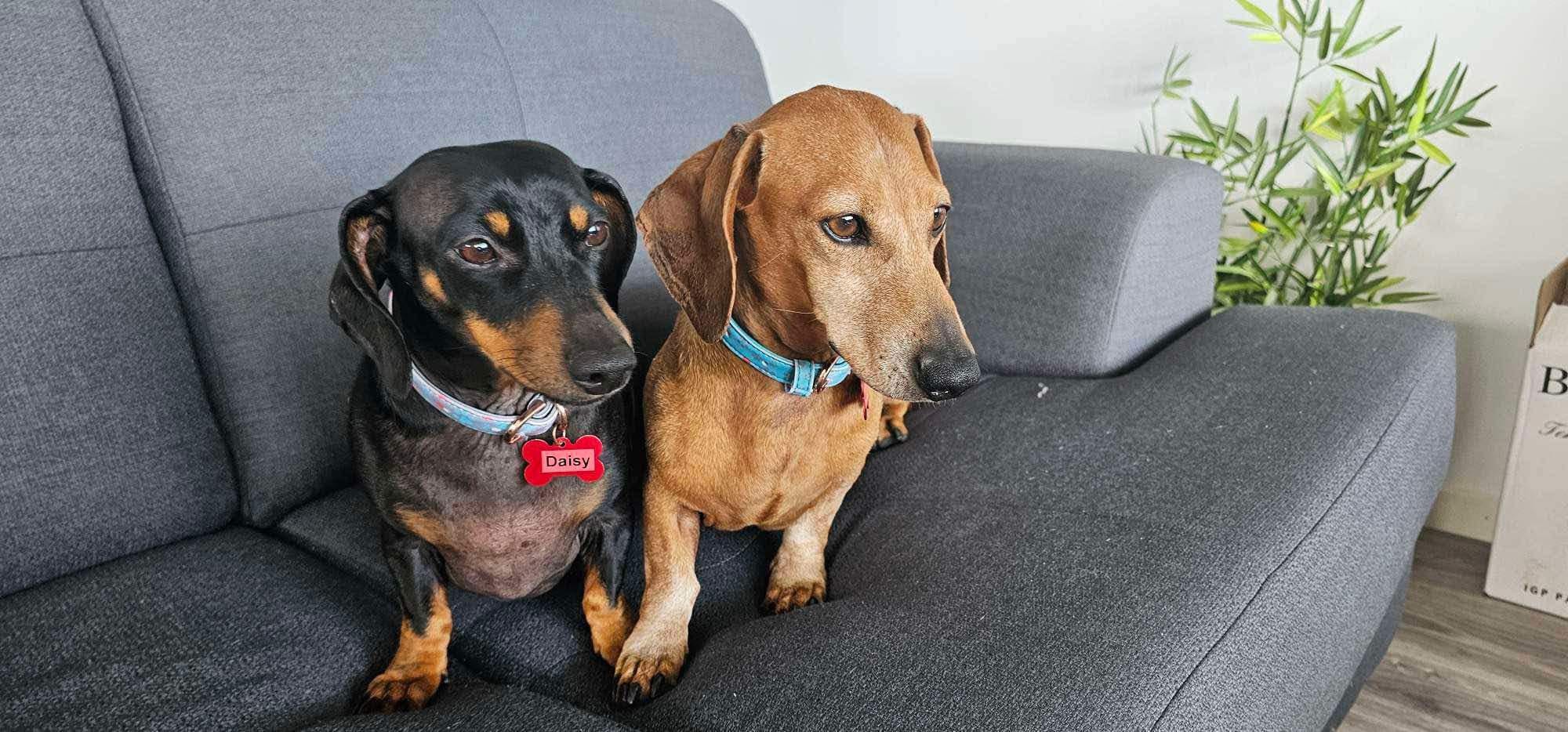 Daisy and Milton - Bonded Pair - Daisy 5yrs and Milton 7yrs