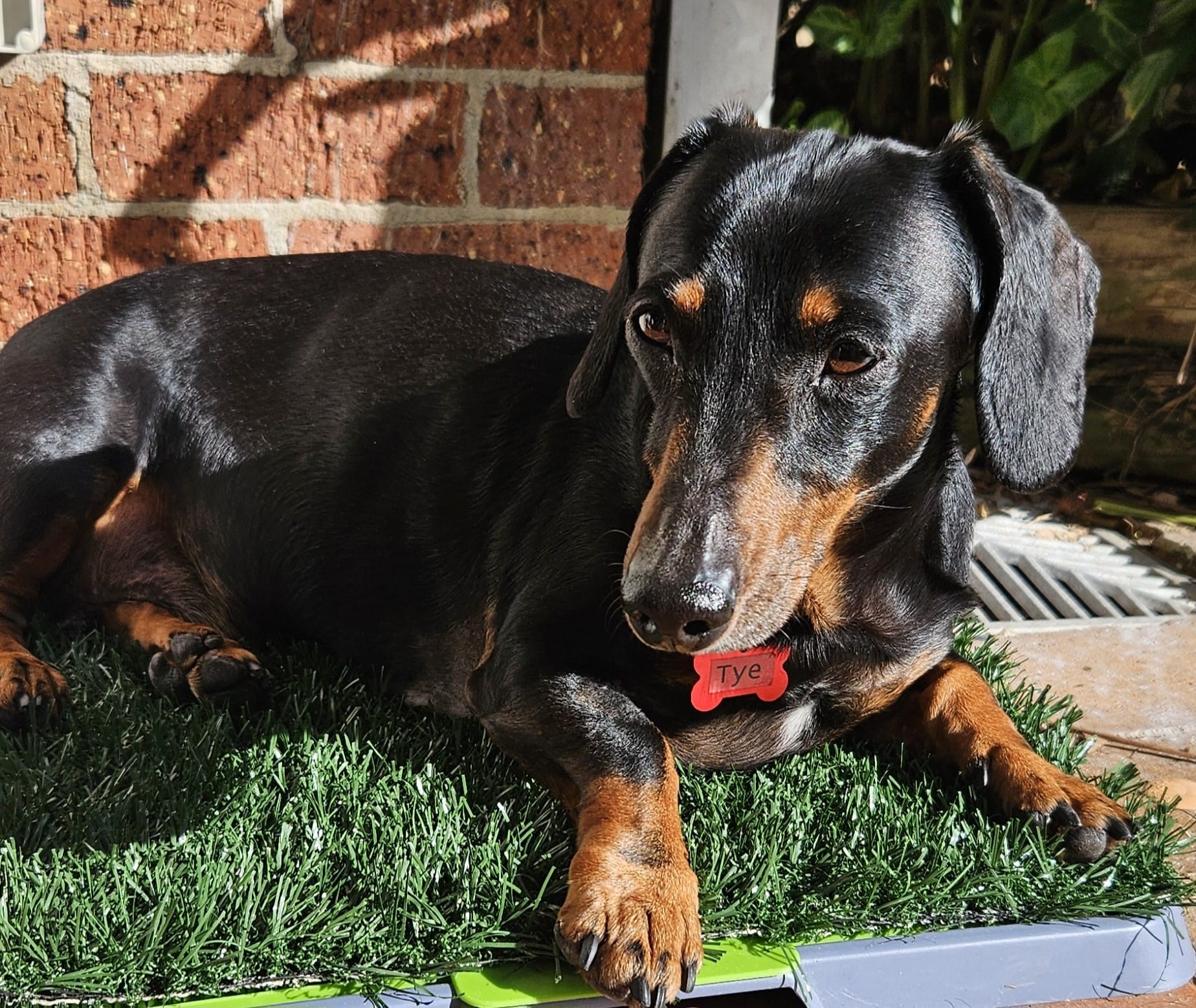 Tye - 9 yrs - Black & tan smooth male - DOB: 18/08/15 - 6.7kg