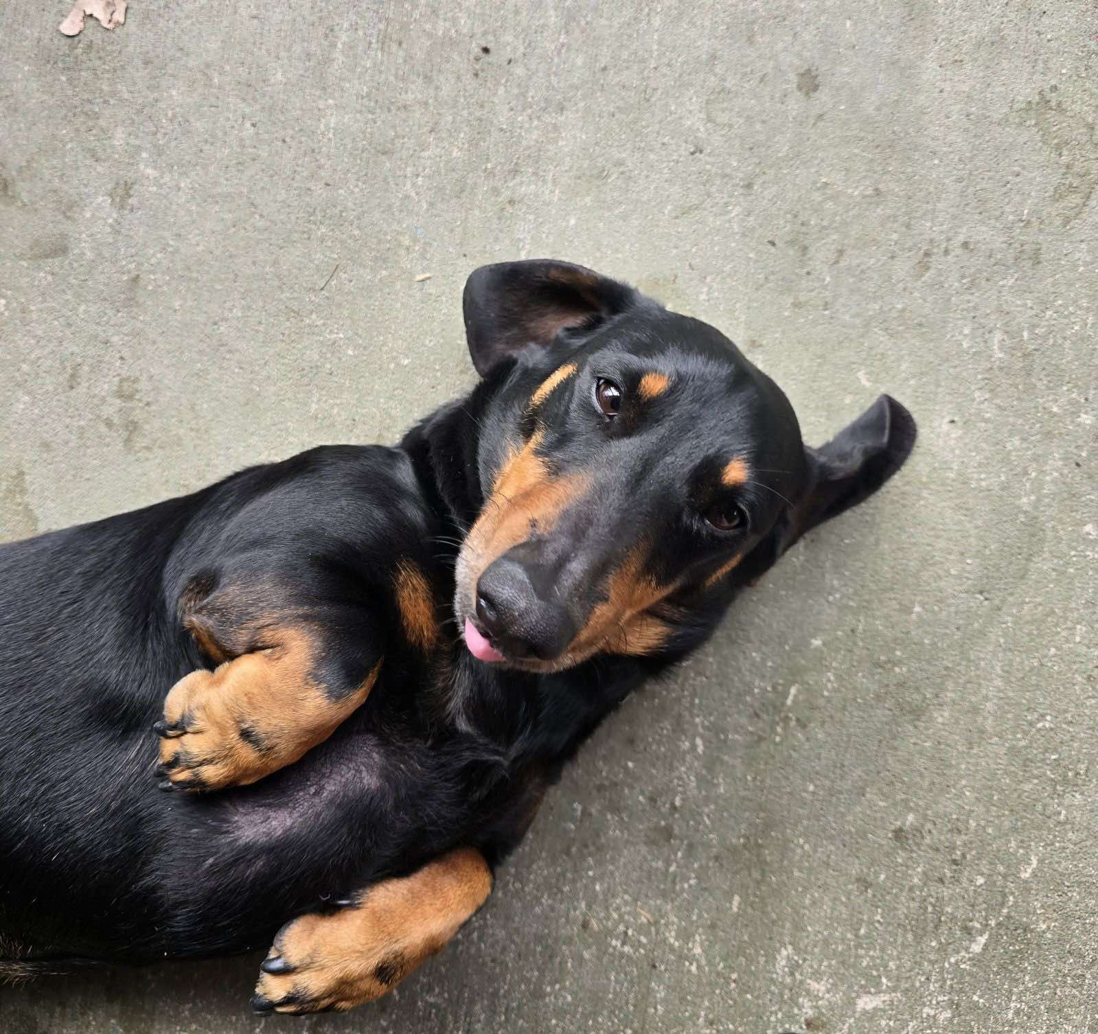 Max - 5 yrs 3 mths - black & tan smooth male - DOB - 16/7/19 - 8kg