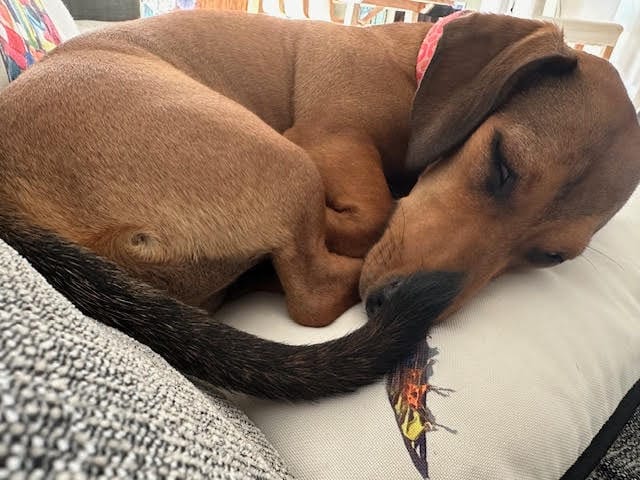 Frankie - 1 yr 10mths - Female smooth Dachshund x Jack Russell - DOB - 11/02/23 - 6.5kg