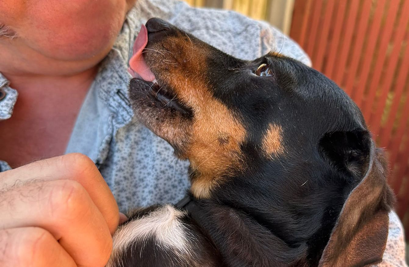 Frankie - 8 years, 6 months - Black & tan smooth female - DOB - 19/05/2016 - 5.5kg