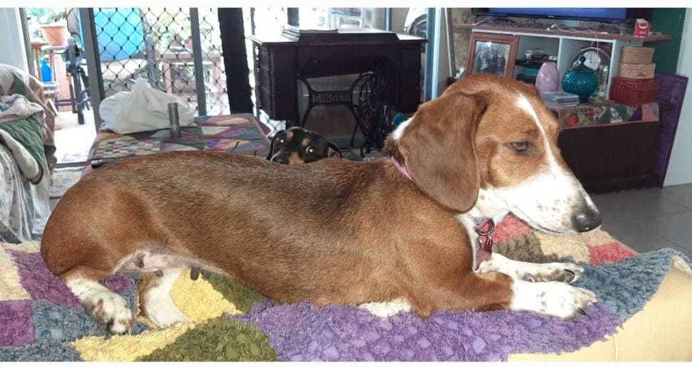 Willow - 3yrs 8mths - smooth piebald female - DOB - 14/04/21 - 8.2kg