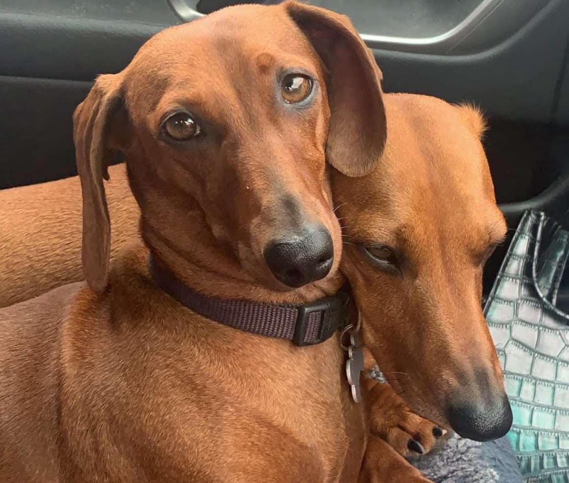 Hazel and Ernie - Bonded Pair - Hazel 7yrs - Red Smooth Female  - DOB - 06/04/18 - 8.5kgs - Ernie - Red Smooth Male - 9yrs - DOB - 04/02/16 - 7.5kg