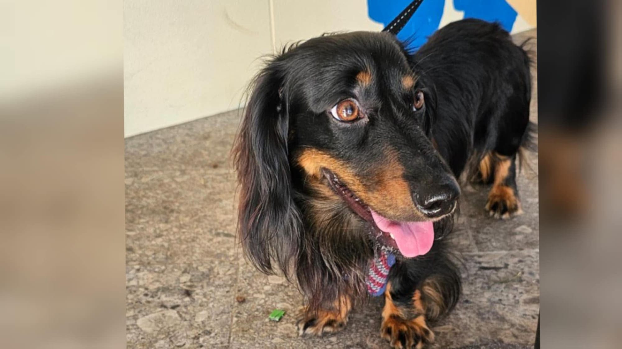 Milo - Almost 3 -long hair black and tan - DOB - 03/03/22 - 7.5kg