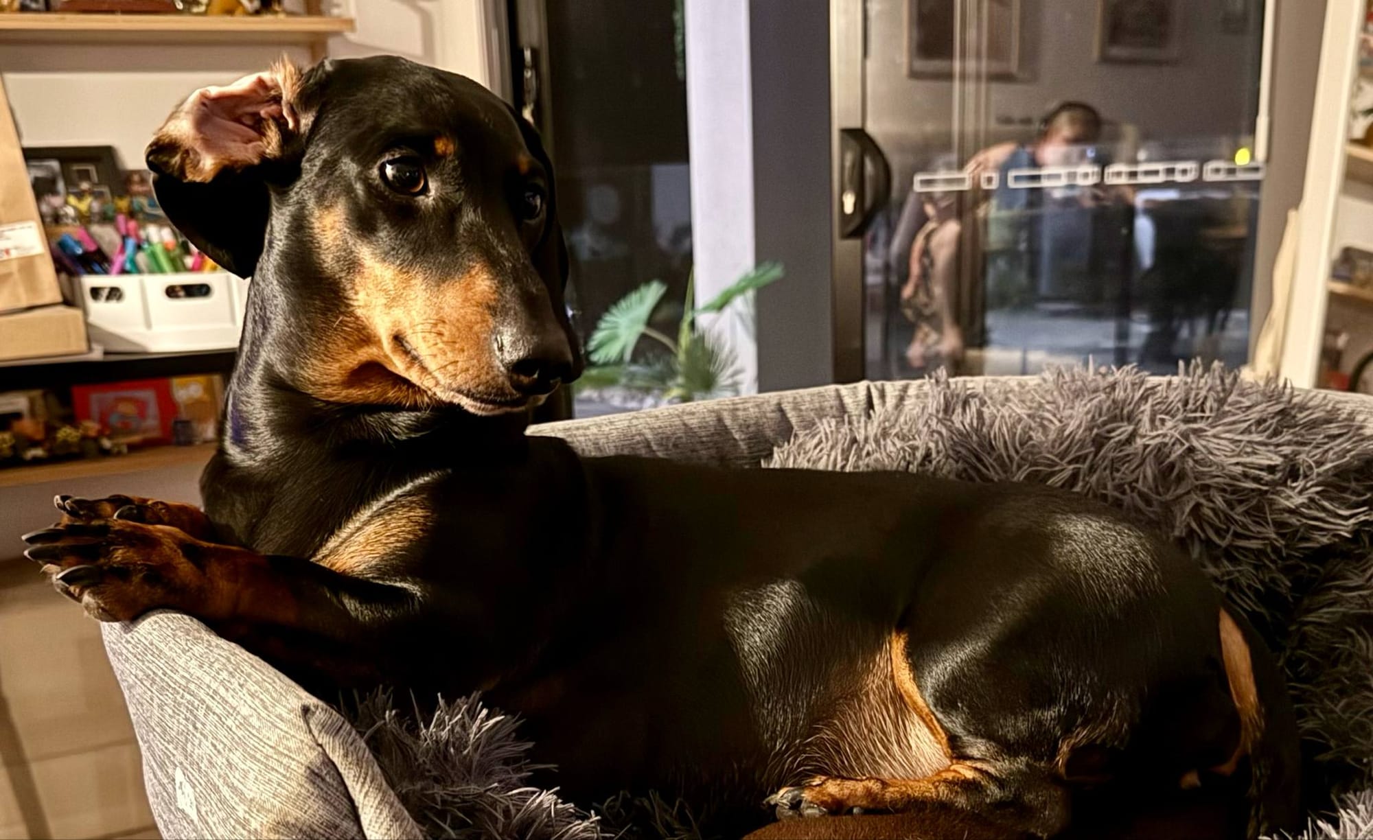 Hilda - 4 yrs - Standard Black and Tan Smooth Female - DOB 01/07/20 - 14kg