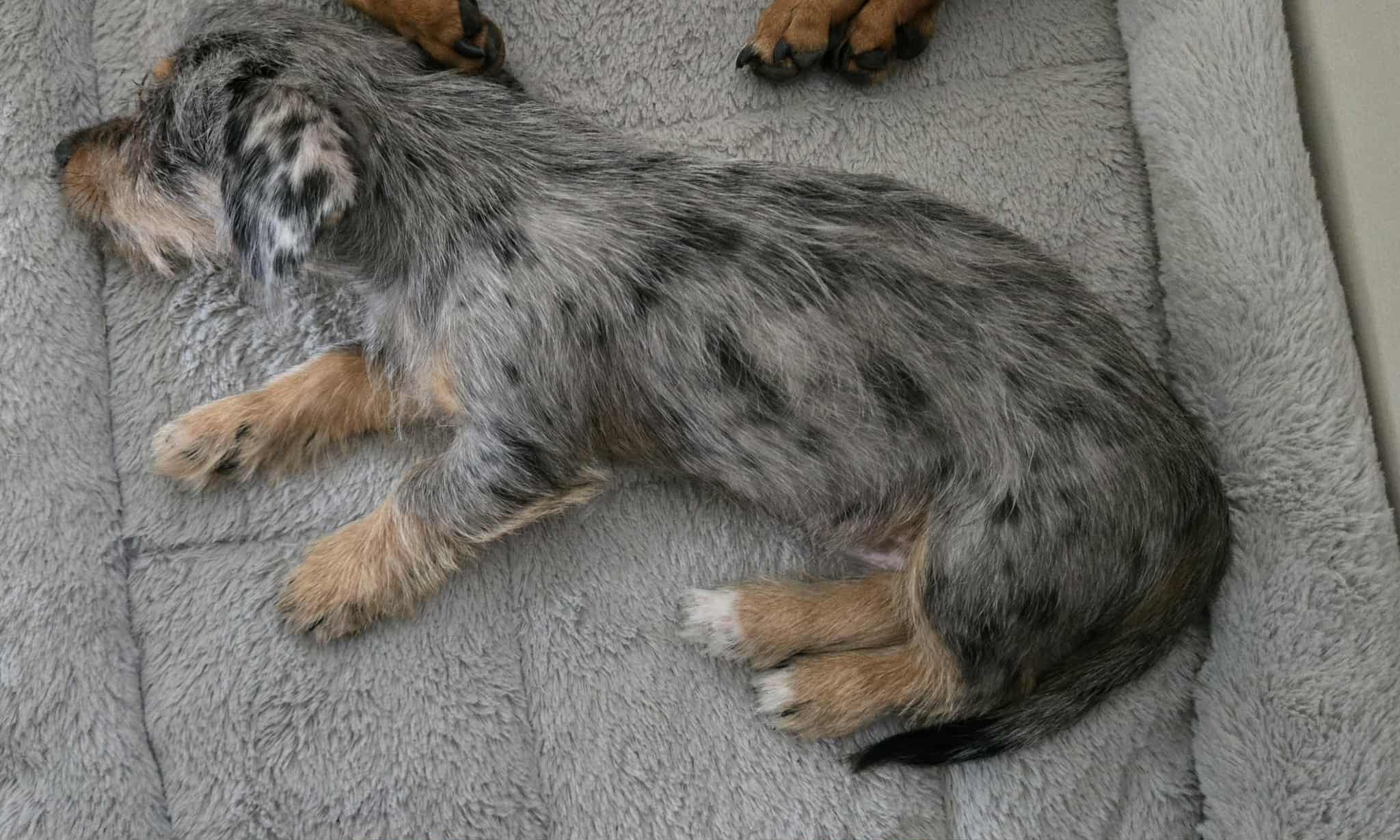 Wookie - 3 months  - Dachshund x Shih tzu - L/H male - DOB - 08/02/25 - 2kg