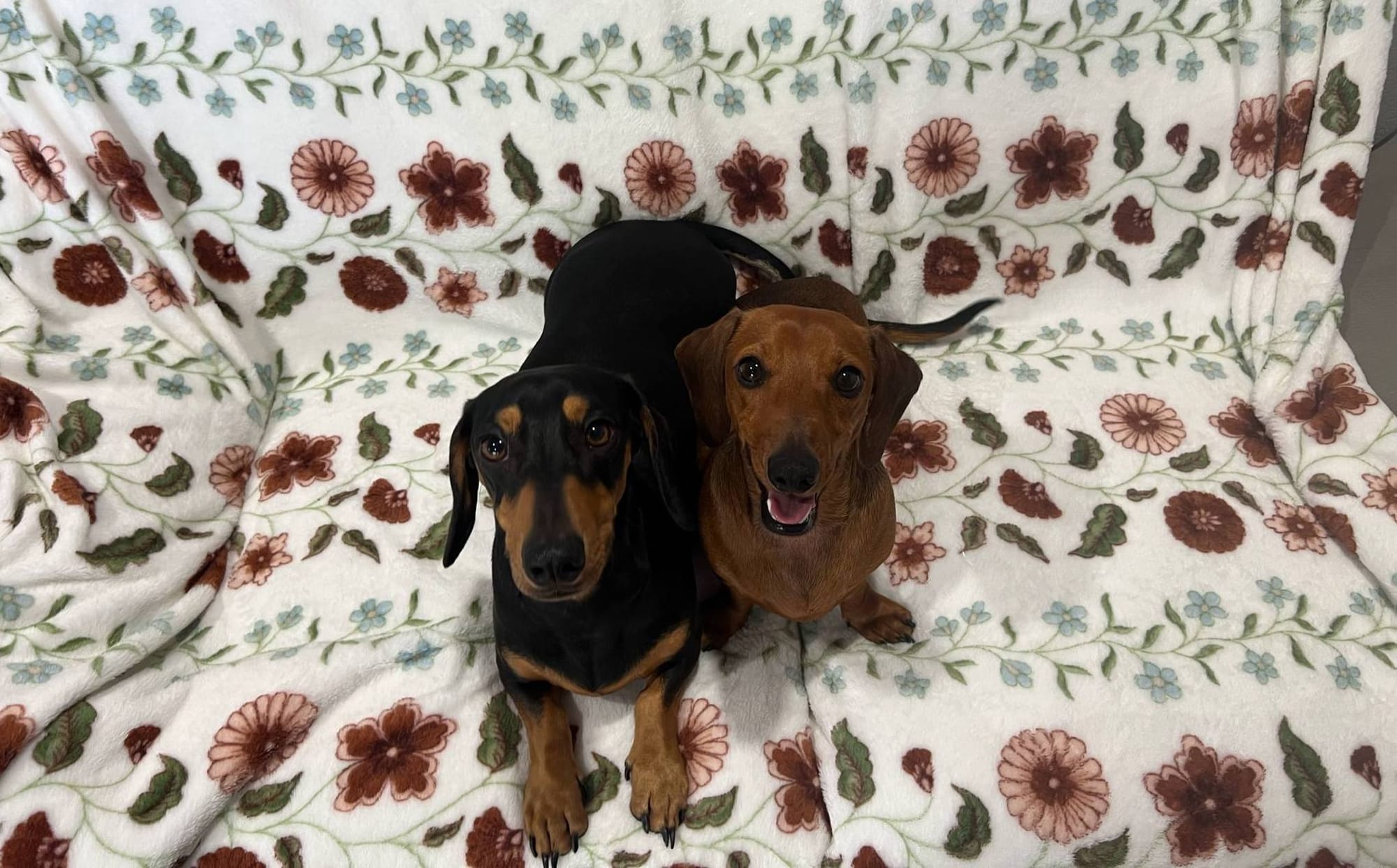 Jasper and Willy 1yr 5 months -Bonded Sibling Brothers - Jasper Red Smooth and Willie Black and Tan Smooth - DOB -20-12-2023 - 10kg and 8kg