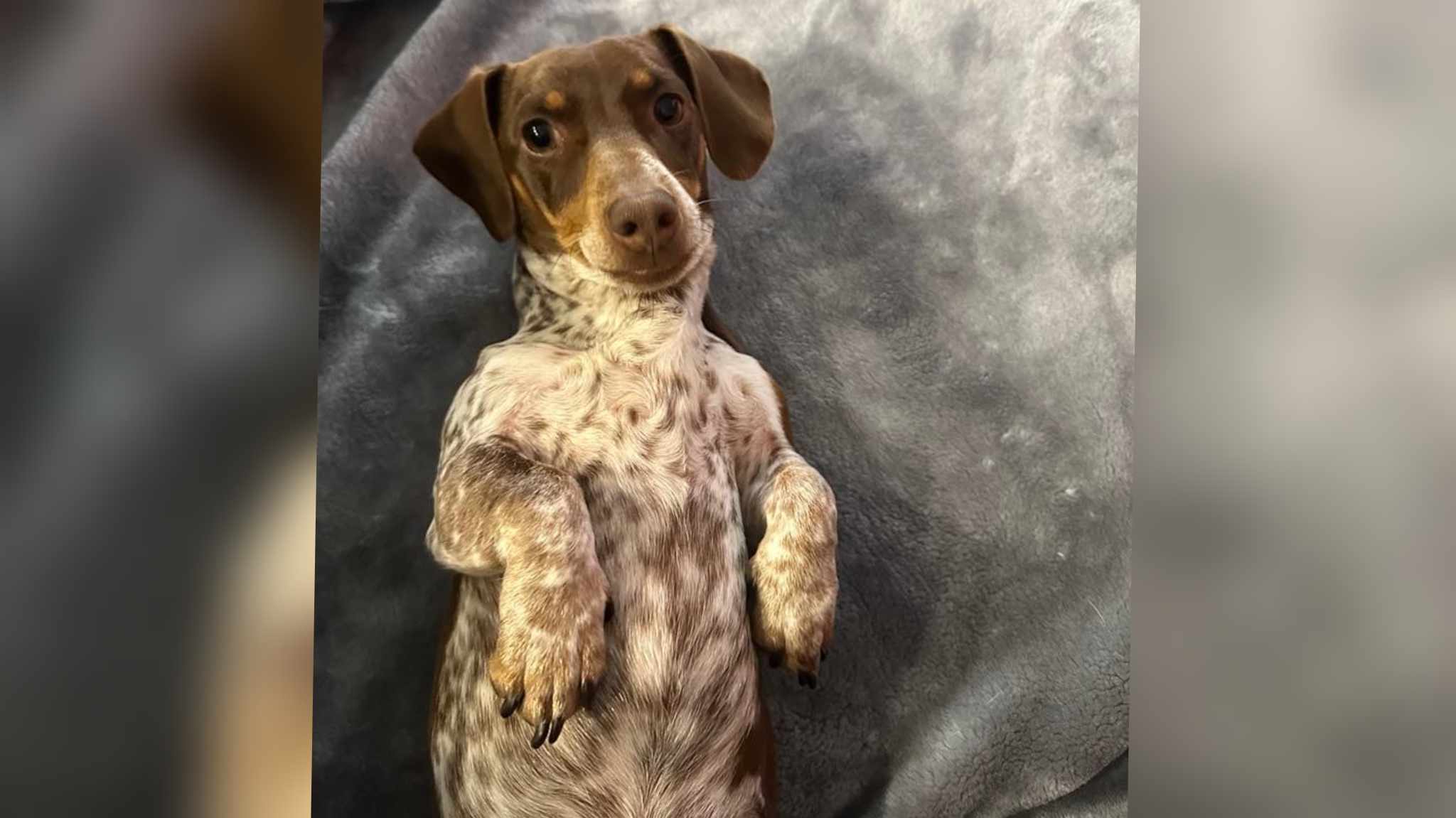 Winston 2 - 15 months - smooth chocolate Piebald Mini Male - DOB - 23/02/24 - 4.5kg