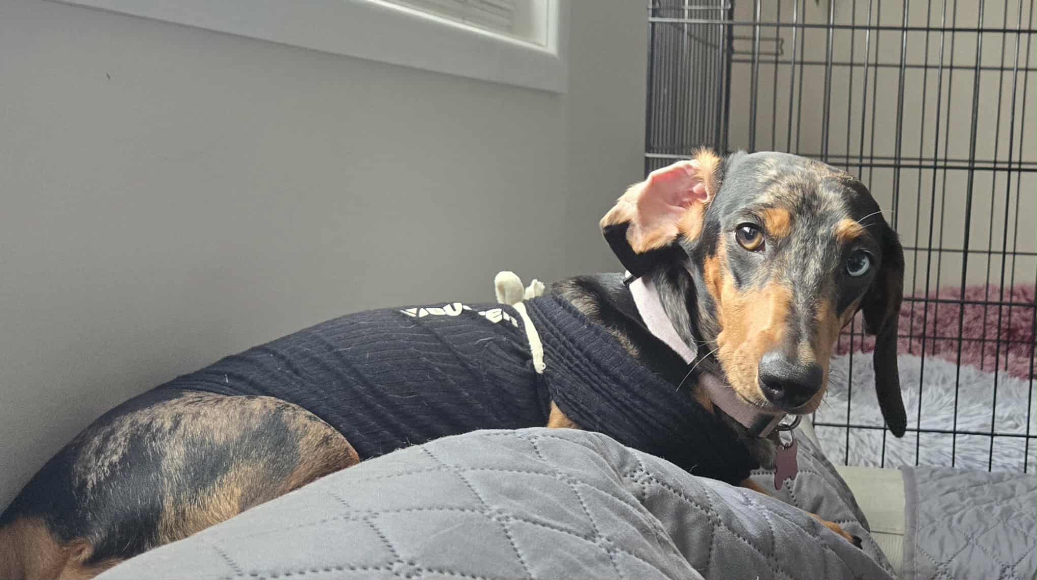 Frankie - 10mths - Smooth Black/Tan Dapple Female - 26/06/24 - 6.5kg